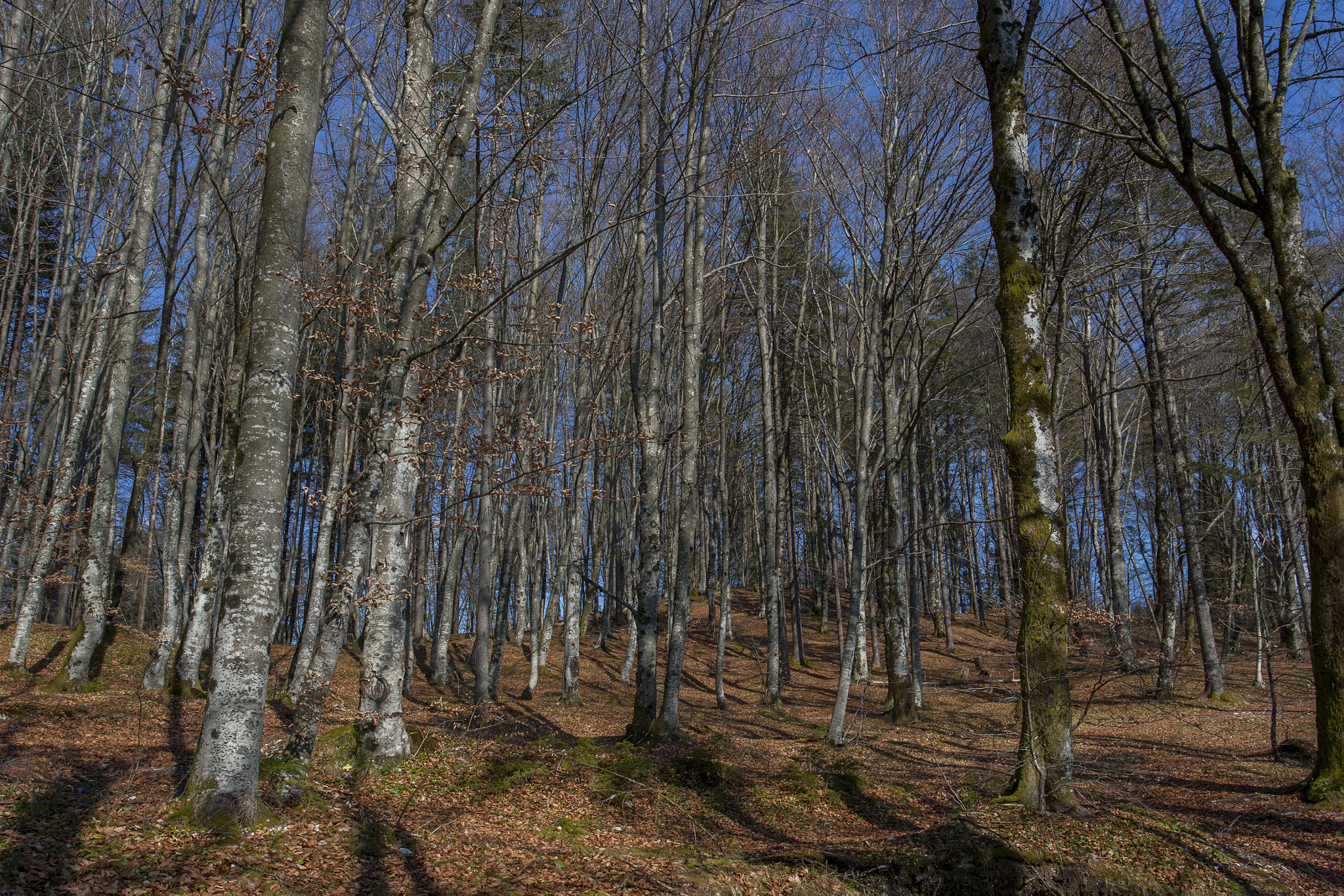Canon EOS-1Ds Mark II sample photo