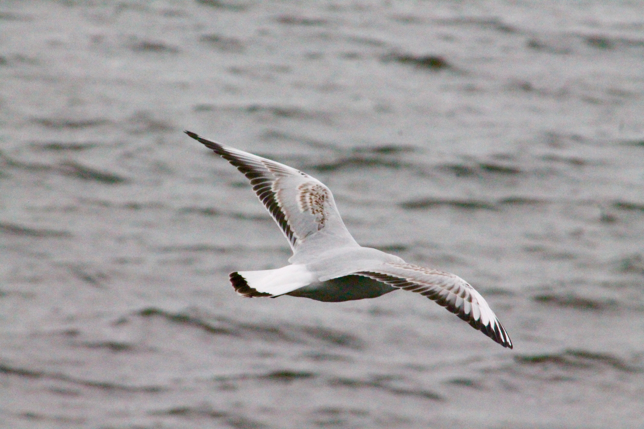 Canon EF75-300mm f/4-5.6 sample photo. Seagull patrolling blithfield reservoir photography