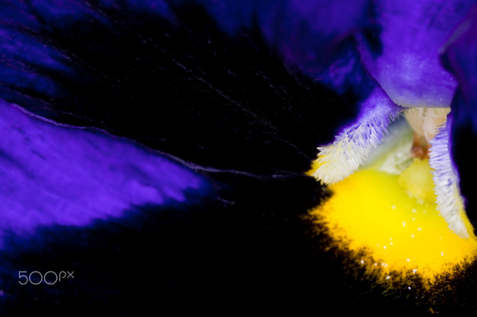 Canon MP-E 65mm F2.5 1-5x Macro Photo sample photo. Like an anemone... photography