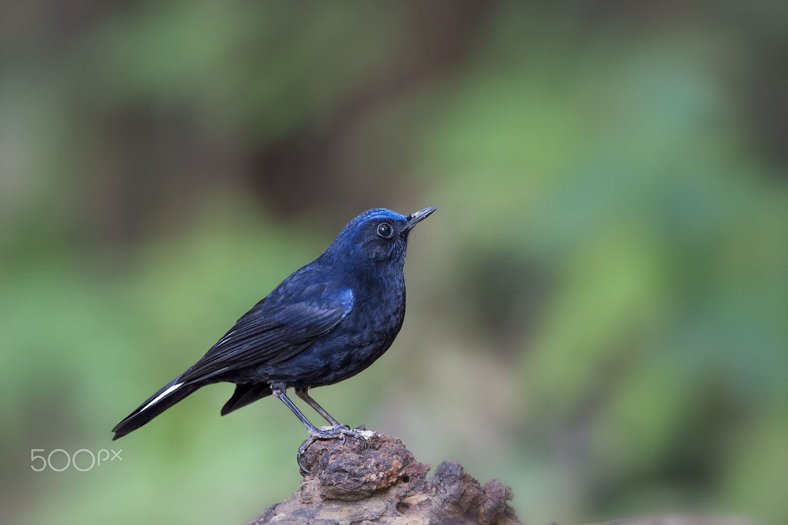 Nikon AF-S Nikkor 600mm F4E FL ED VR sample photo. White-tailed robin (m) photography