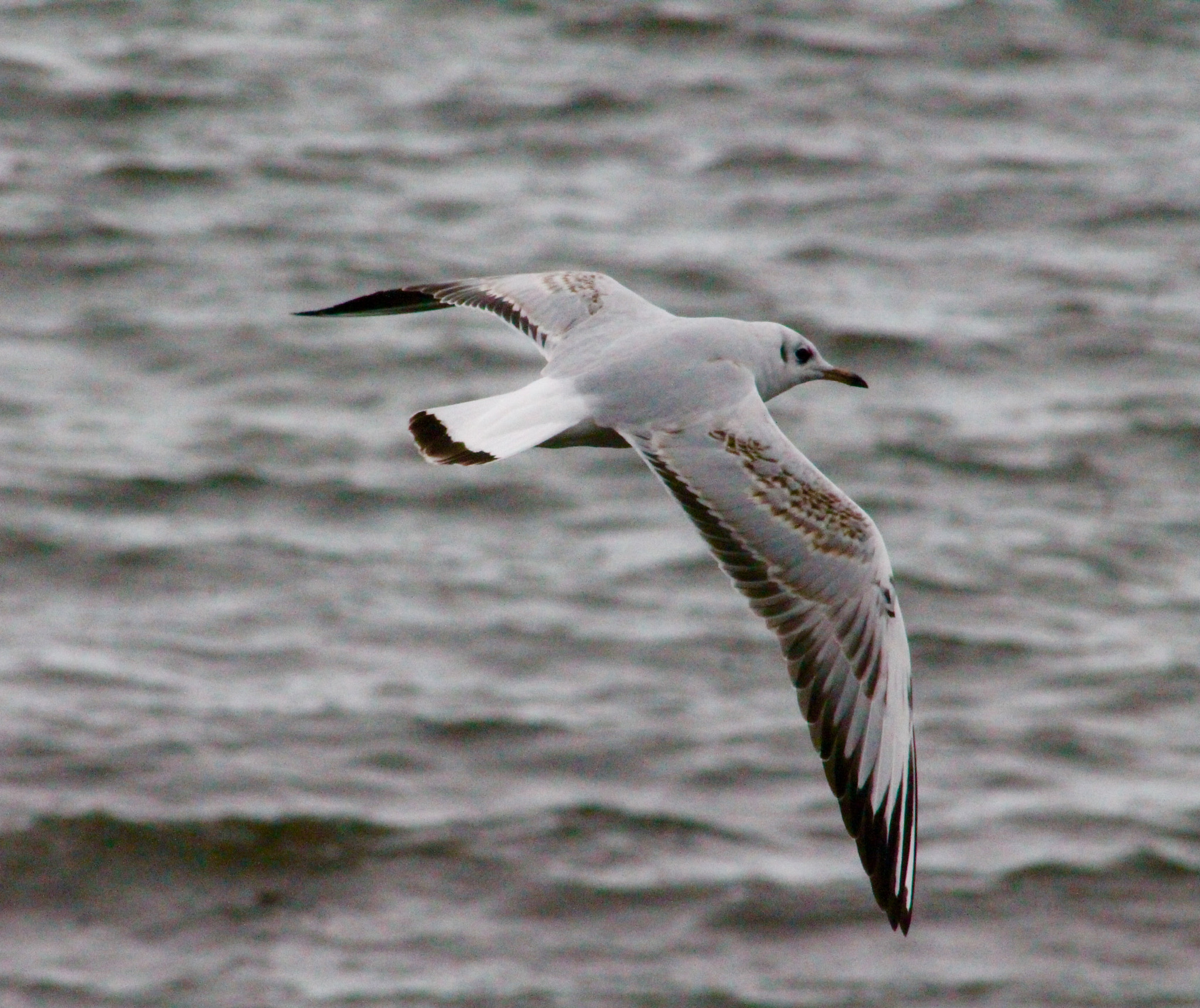 Canon EF75-300mm f/4-5.6 sample photo. Second sweep captured moments later of gull patrolling blithfield reservoir photography