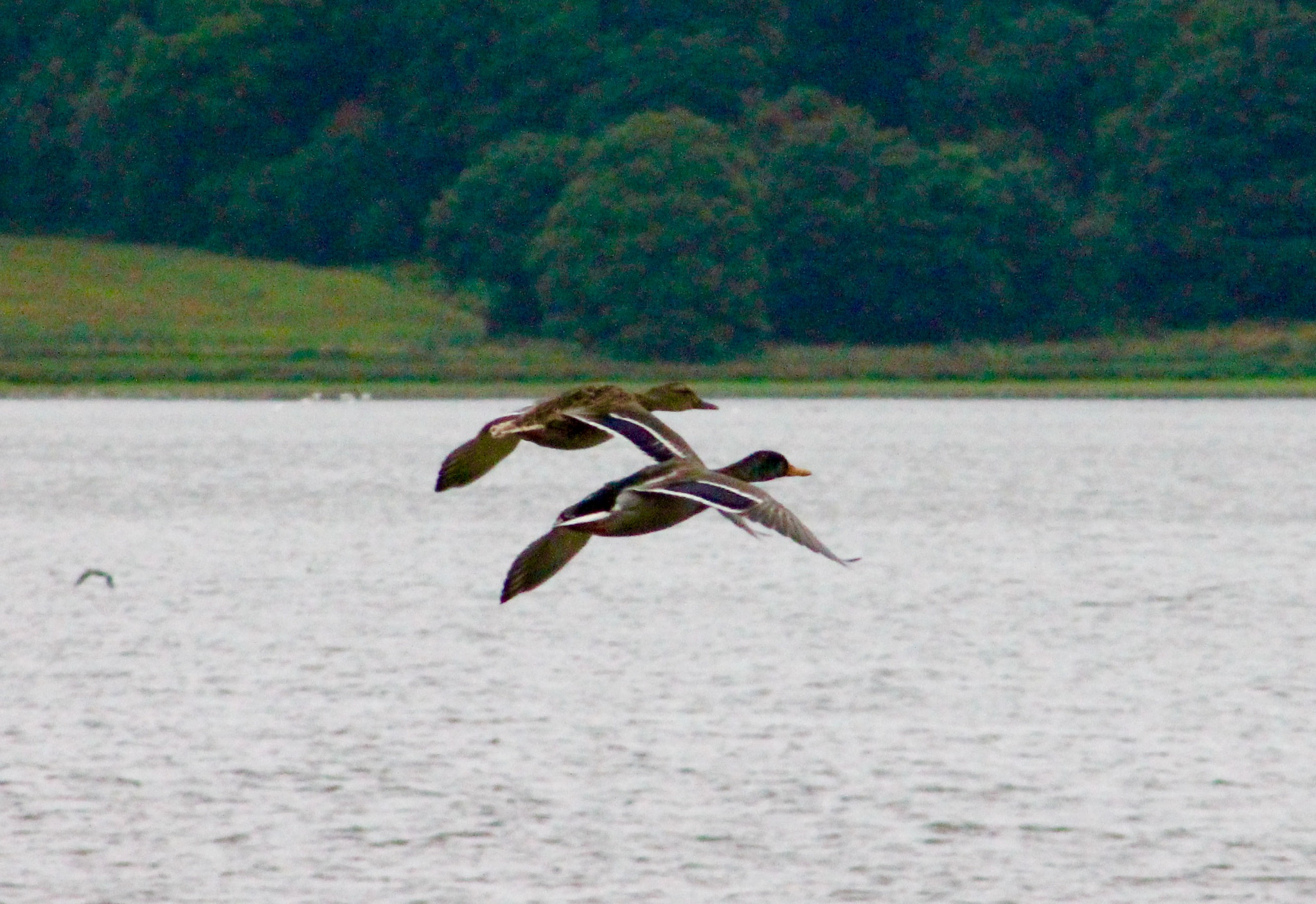 Canon EF75-300mm f/4-5.6 sample photo. Brace of duck crossing blithfield reservoir photography