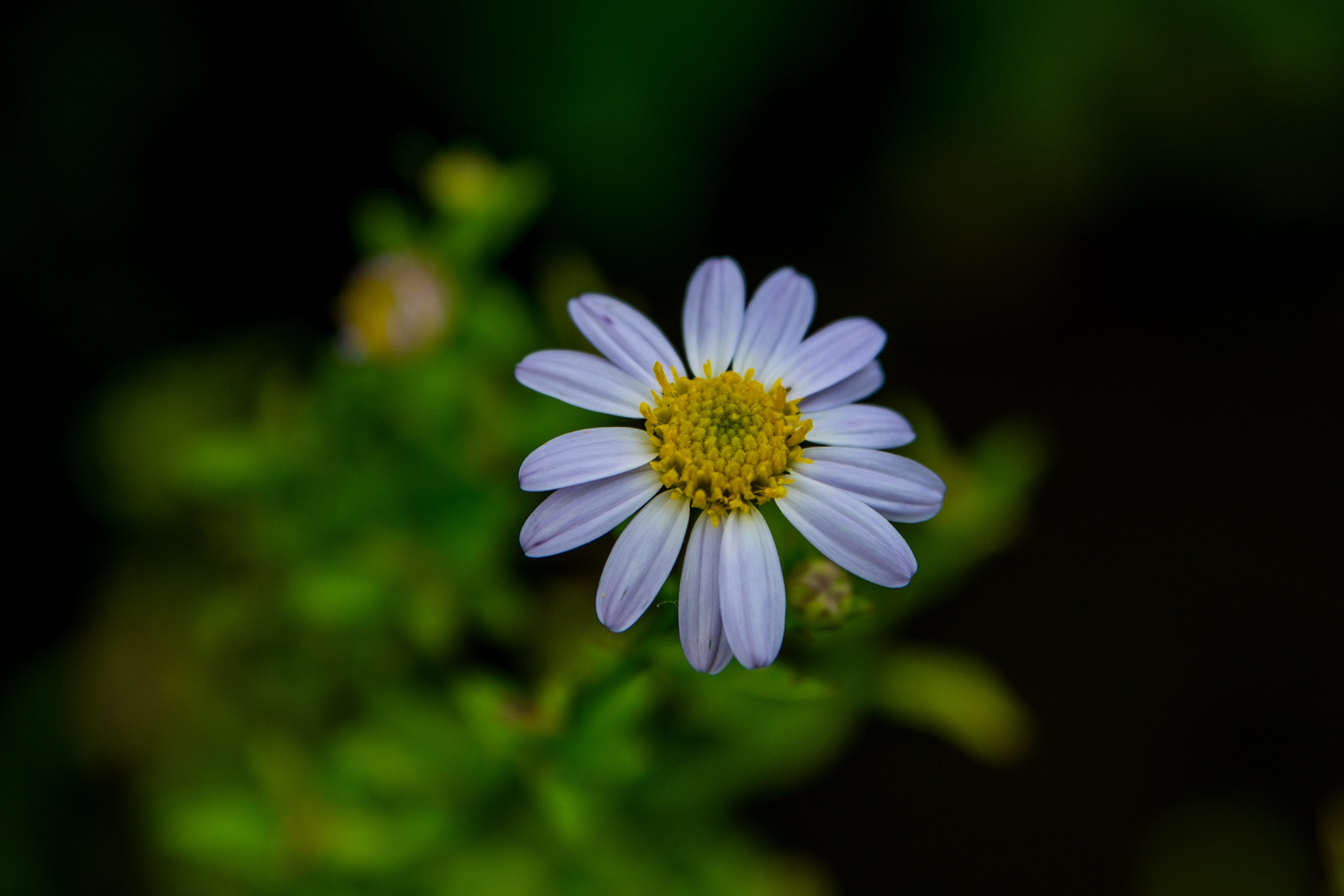 Nikon D500 sample photo. Nomamed photography