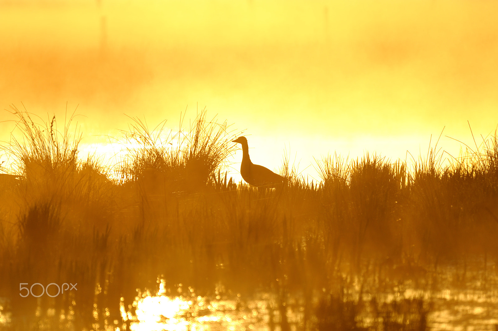 Nikon D3 sample photo. Gans in der morgensonne photography