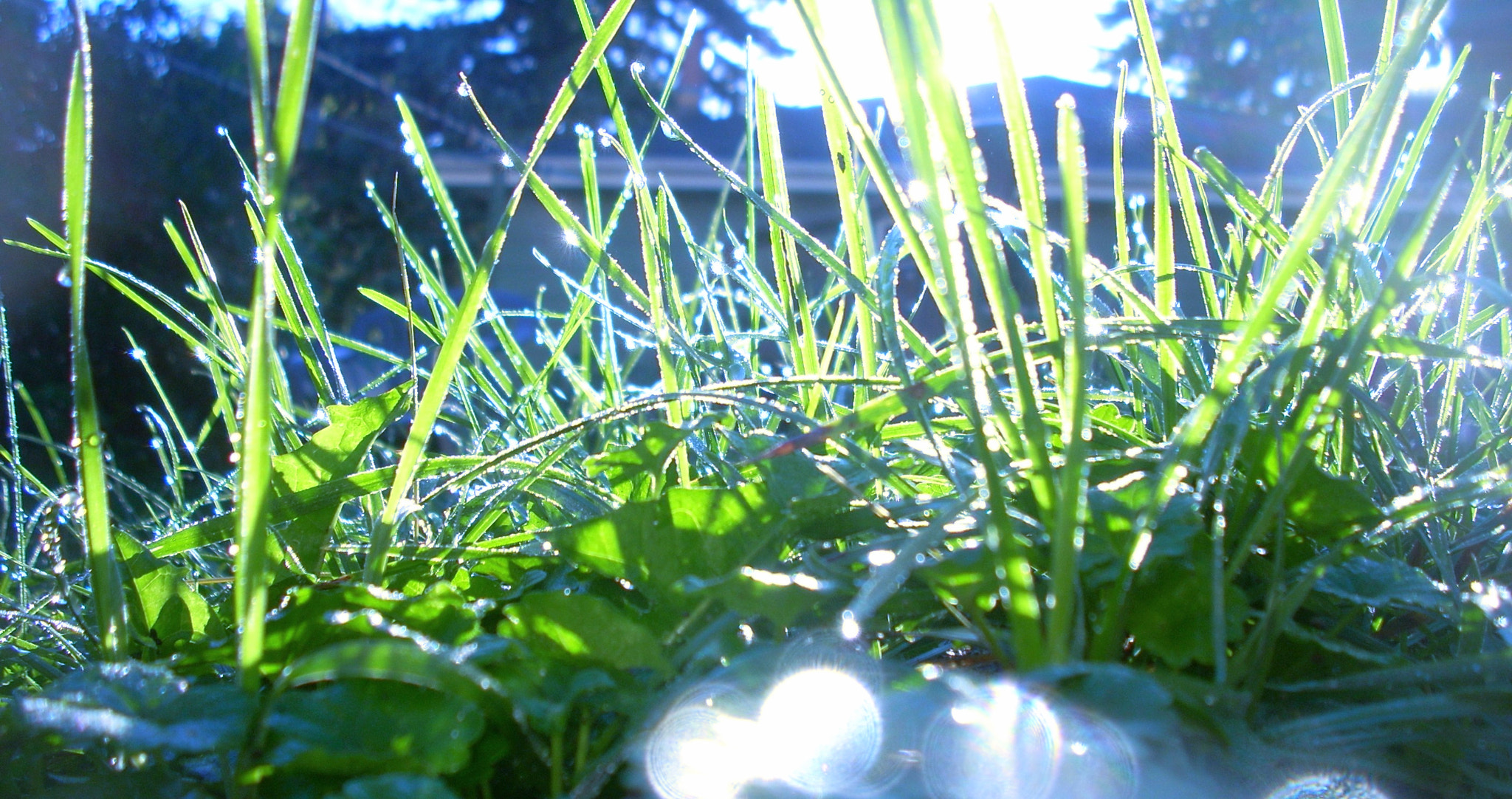 Nikon COOLPIX L11 sample photo. Dew photography