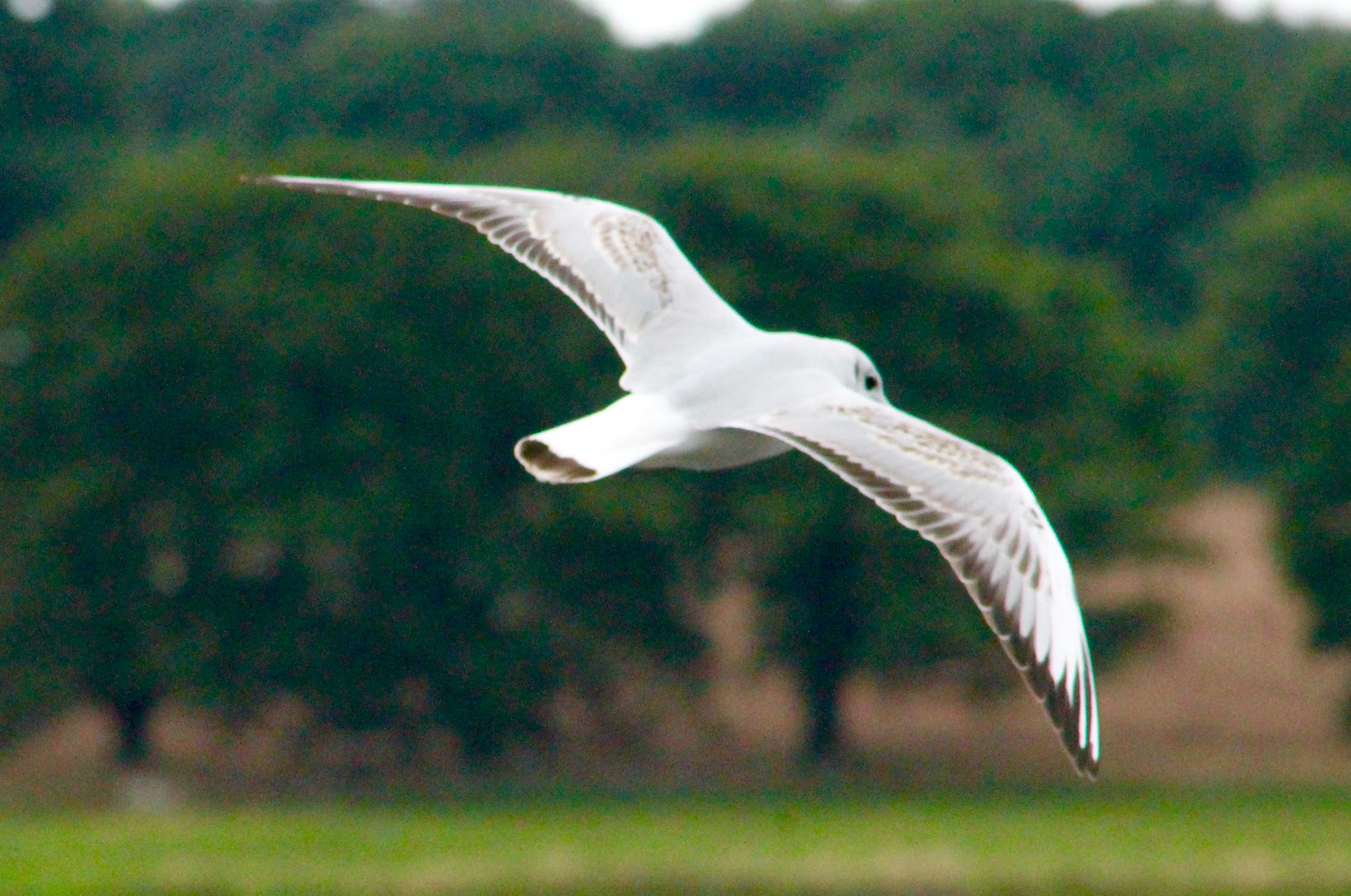Canon EF75-300mm f/4-5.6 sample photo. Sea gull over blithfield reservoir in the midlands ... photography