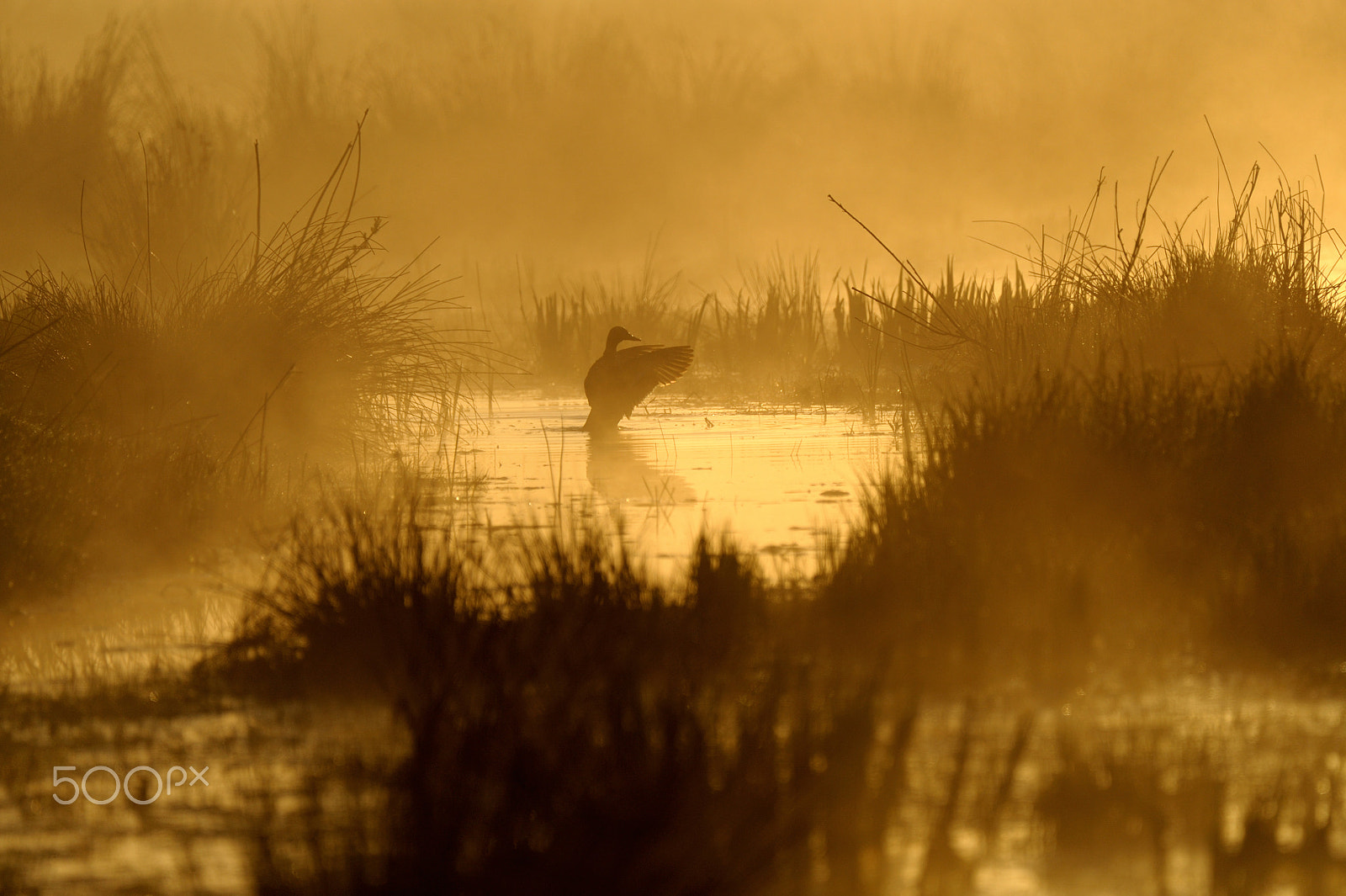 Nikon D3 sample photo. Gans im morgennebel photography