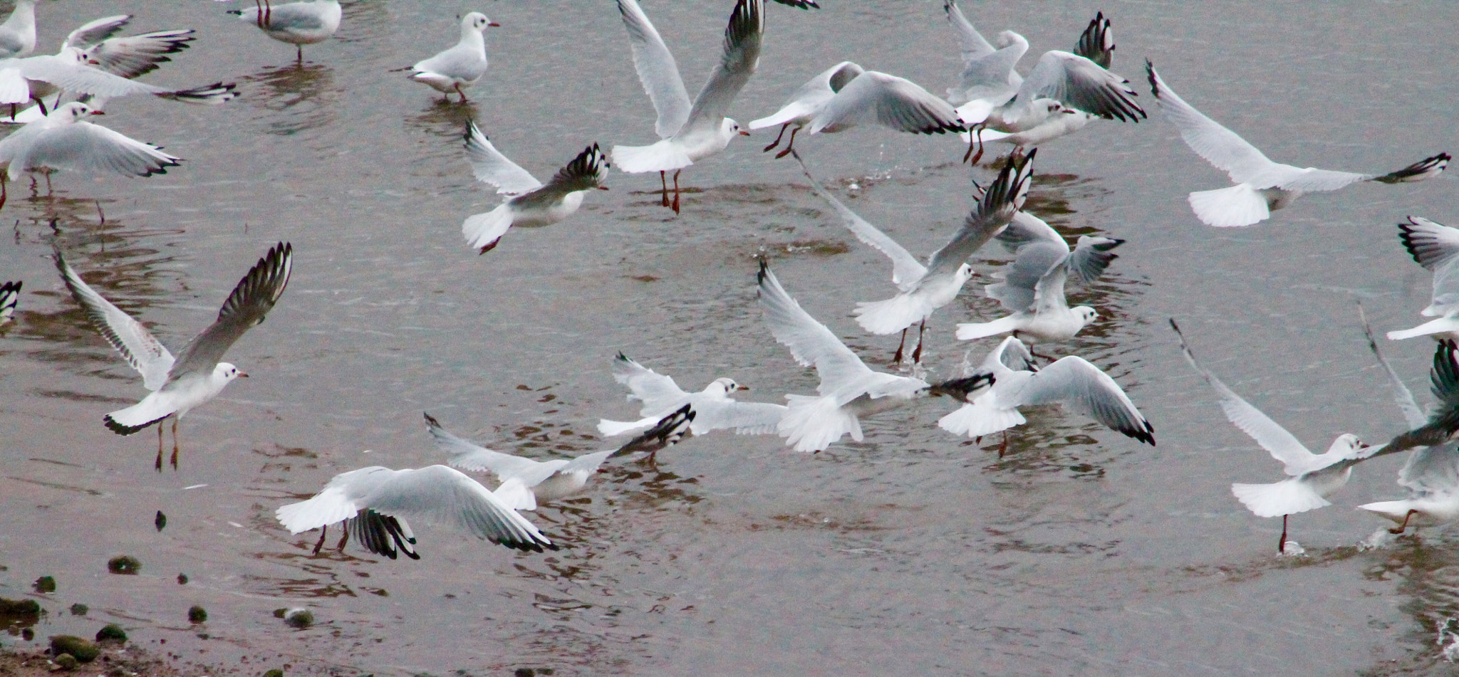 Canon EF75-300mm f/4-5.6 sample photo. Flock of seagulls over blithfield reservoir spooked by my intrusion photography