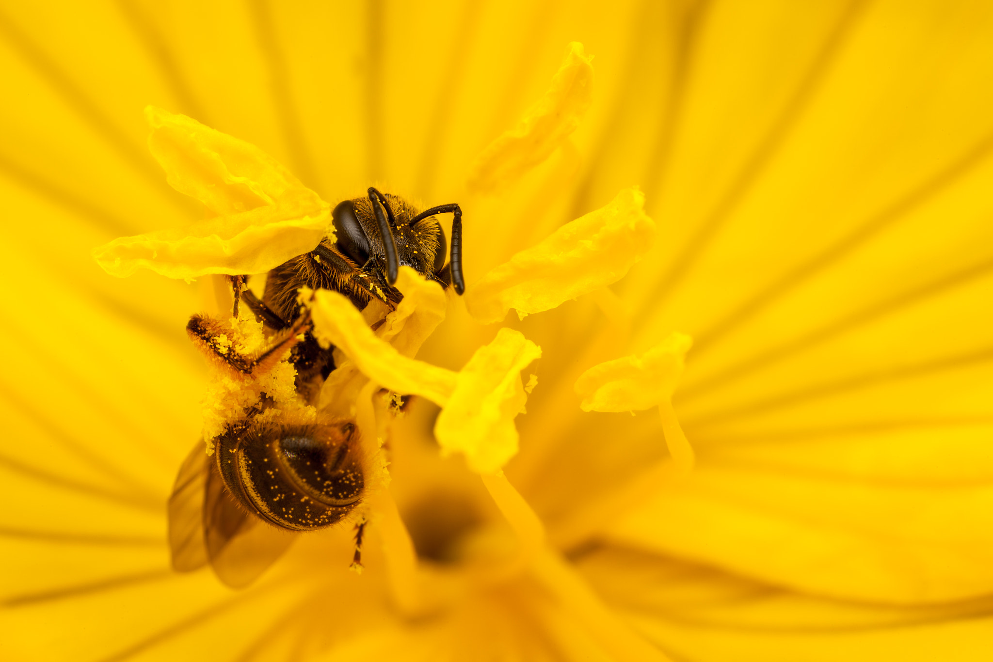 Canon EOS 5D Mark II + Canon MP-E 65mm F2.5 1-5x Macro Photo sample photo. Flower hugging bee photography