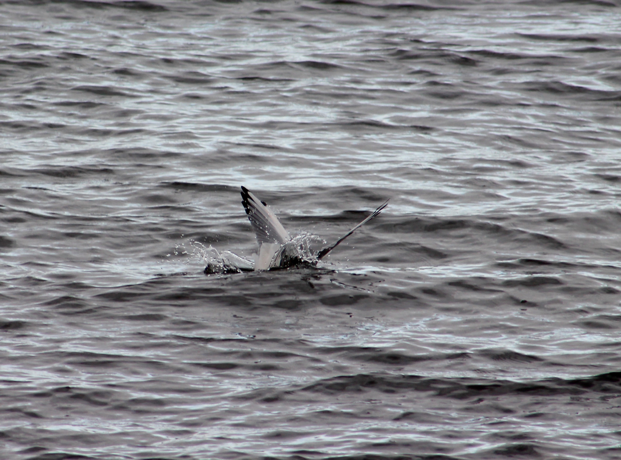 Canon EF75-300mm f/4-5.6 sample photo. Crash landing into blithfield reservoir photography
