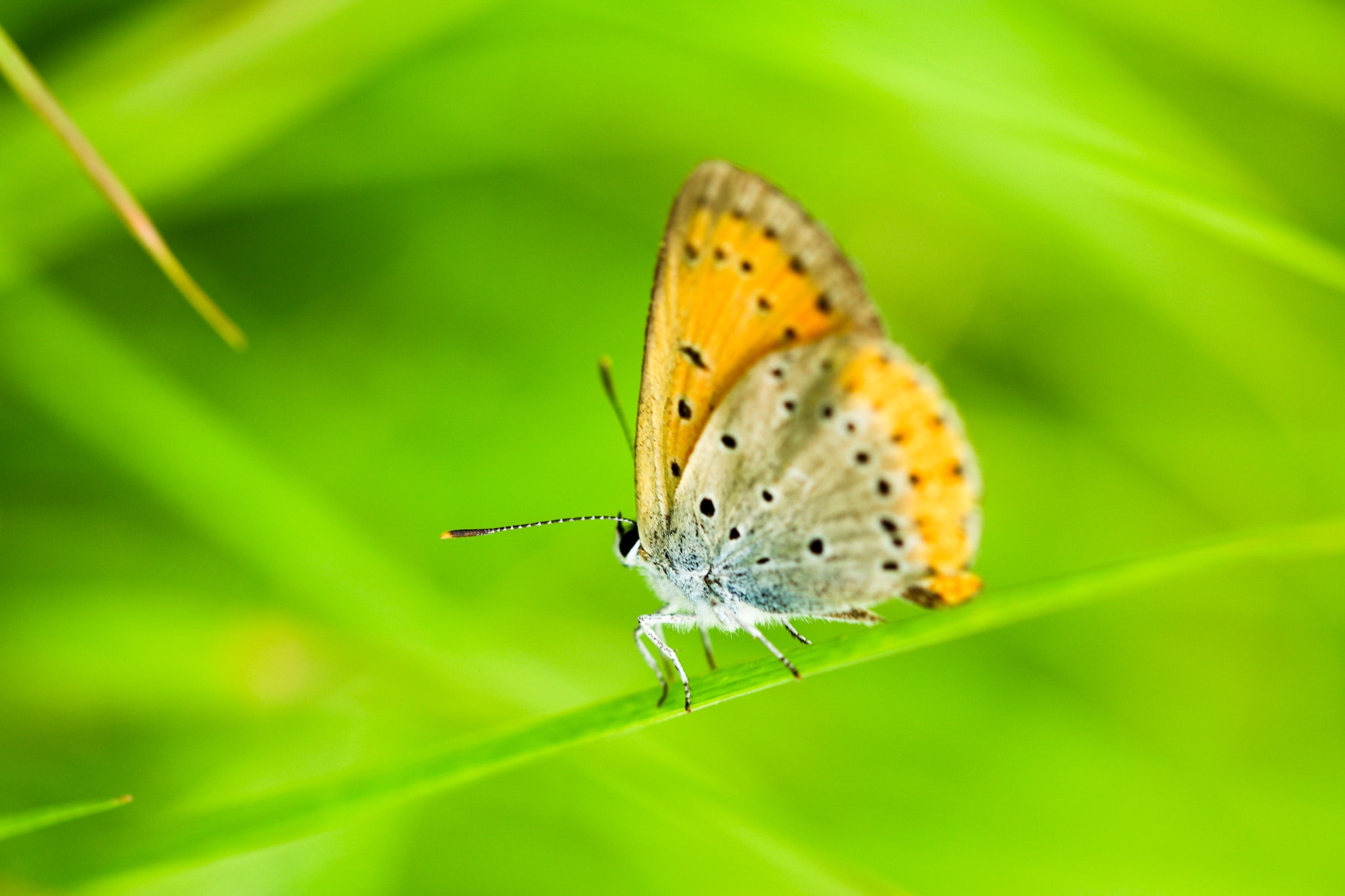 Samsung NX1 + NX 60mm F2.8 Macro sample photo. A butterfly & bokeh rain photography