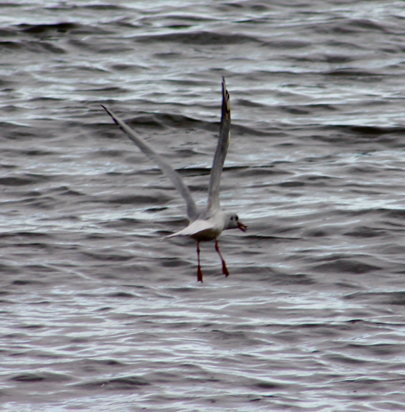 Canon EF75-300mm f/4-5.6 sample photo. Seconds before a clumsy crash landing in blithfield reservoir by hapless seagull photography