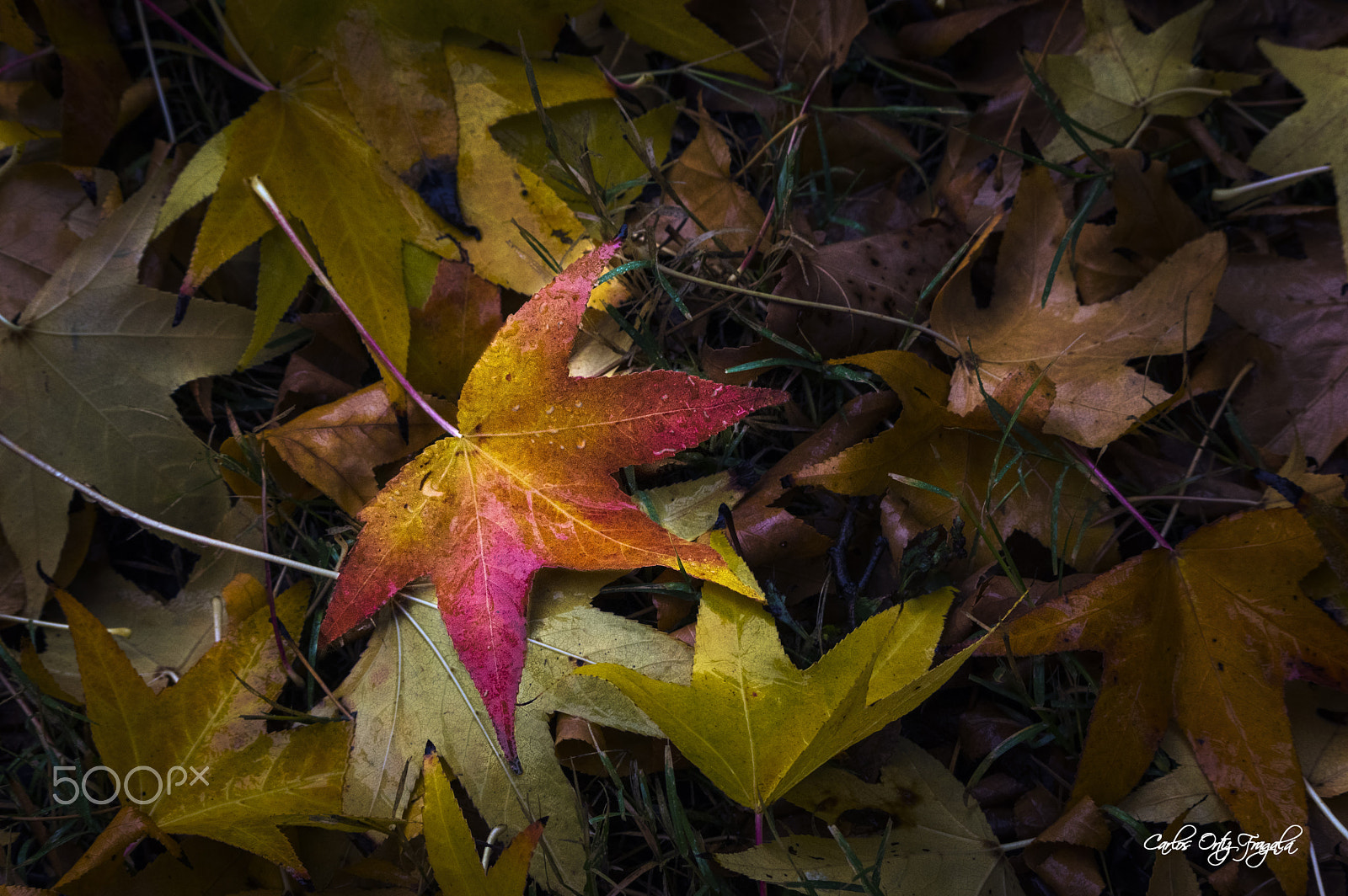 Pentax K-3 II sample photo. Colores de otoño photography