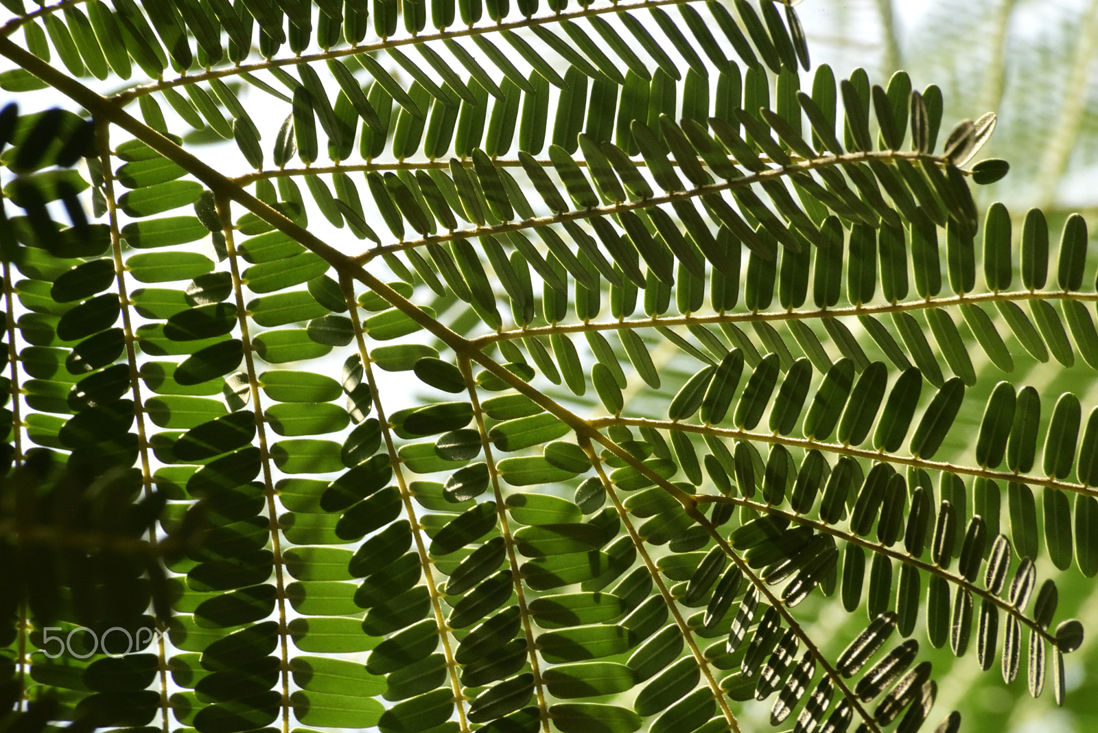 Sigma 70-300mm F4-5.6 APO Macro Super II sample photo. Delonix regia - calming leaves photography