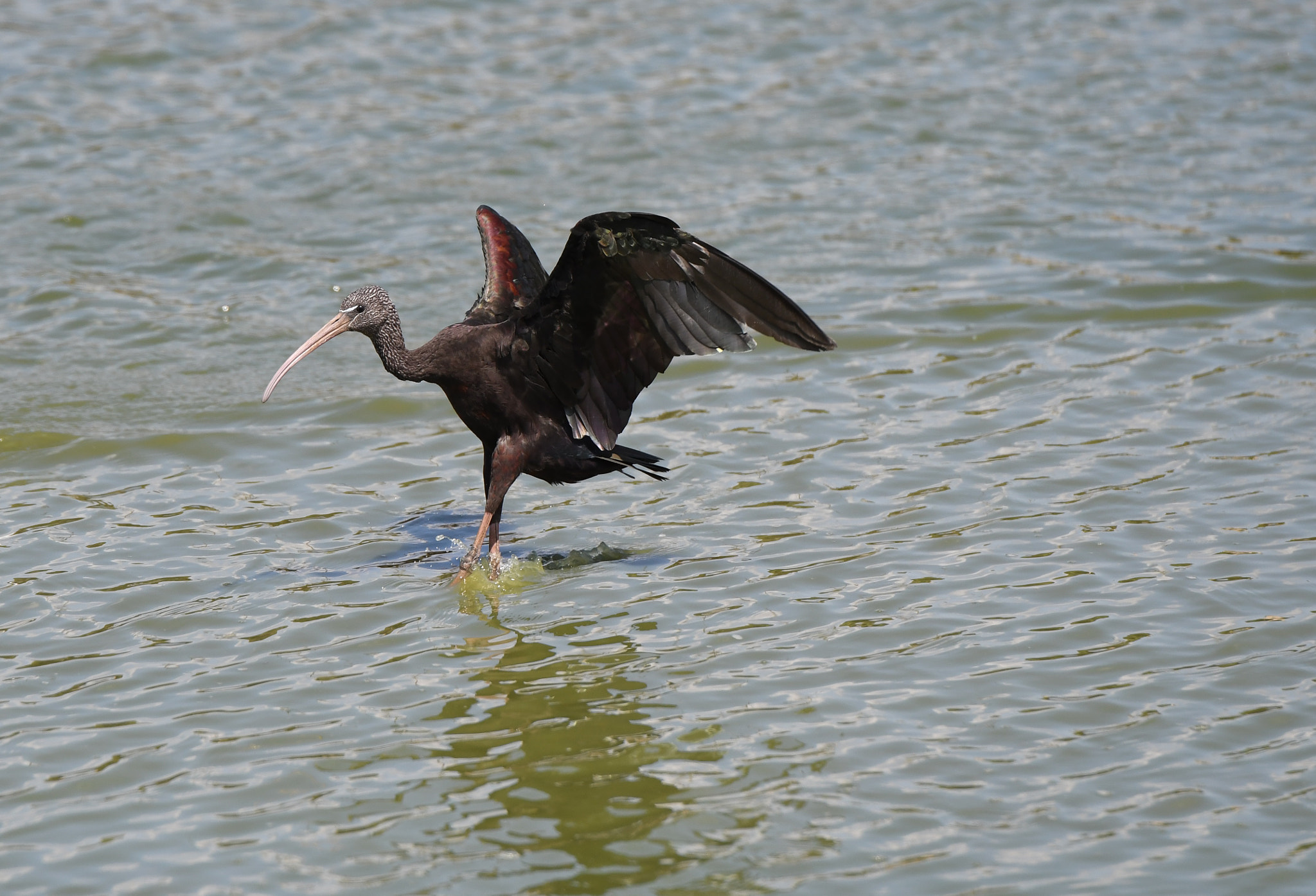 Nikon D500 + Tamron SP 70-200mm F2.8 Di VC USD sample photo. Glossy ibis - landing on the water photography