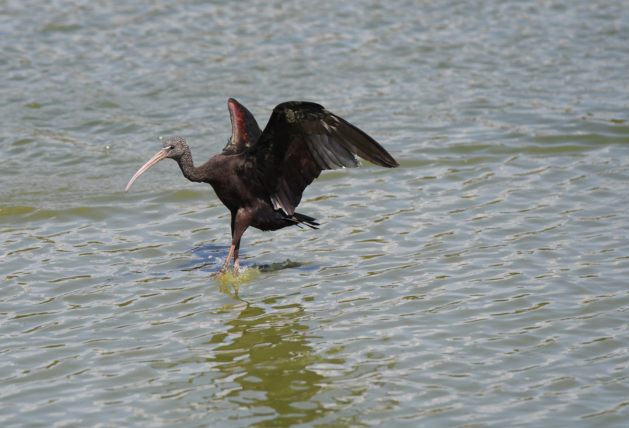 Tamron SP 70-200mm F2.8 Di VC USD sample photo. Glossy ibis - landing on the water photography