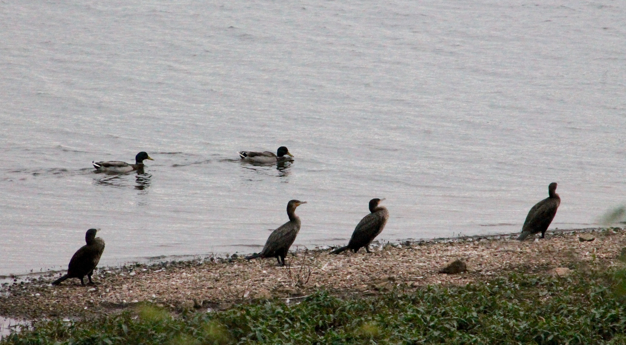 Canon EF75-300mm f/4-5.6 sample photo. Cormorants resting up after mornings fishing photography