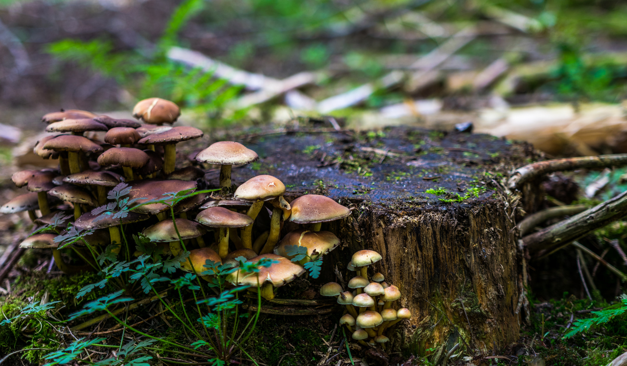Nikon D3300 + Sigma 18-35mm F1.8 DC HSM Art sample photo. Fungus on the stump photography