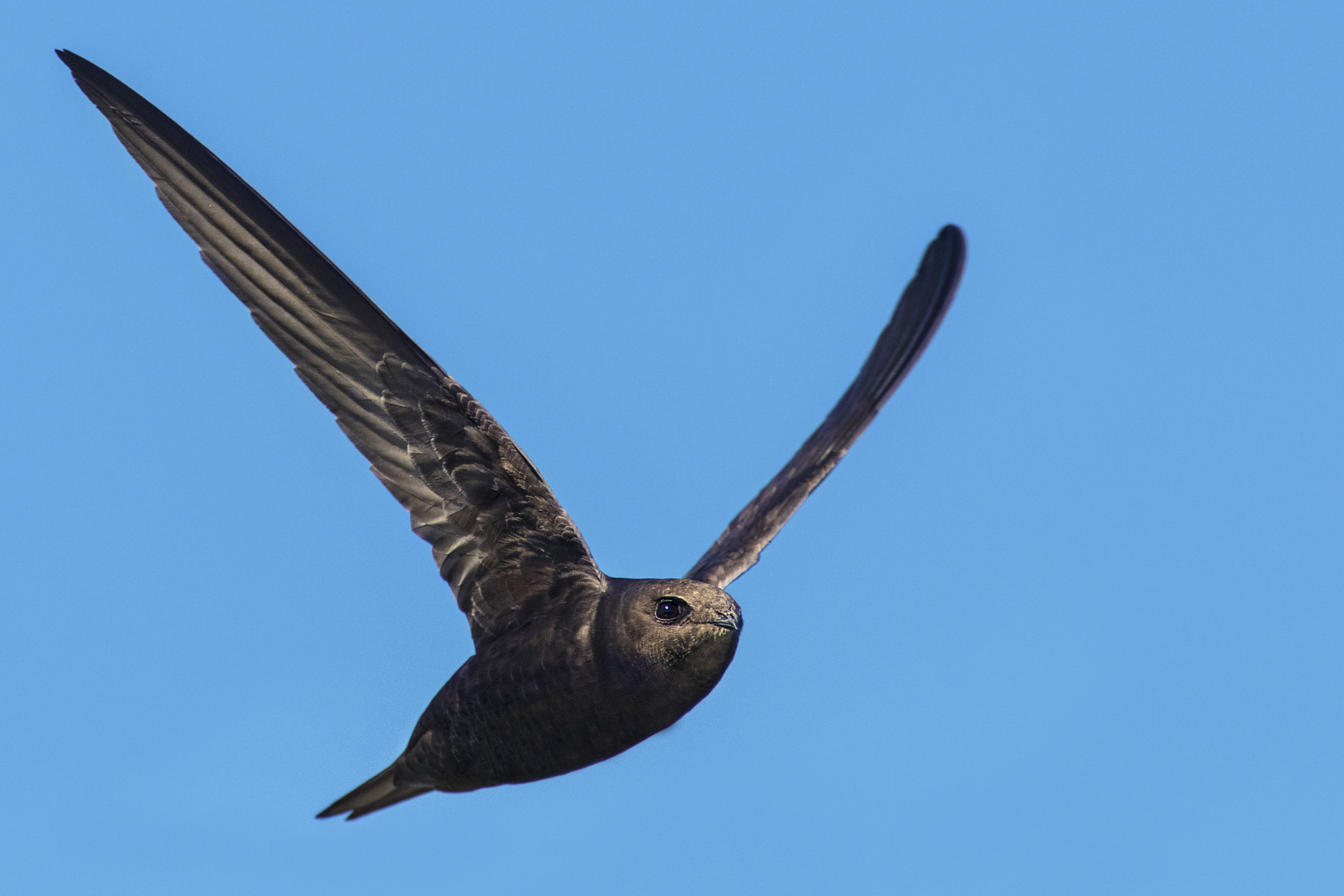 Canon EF 300mm f/2.8L + 1.4x sample photo. Swift photography