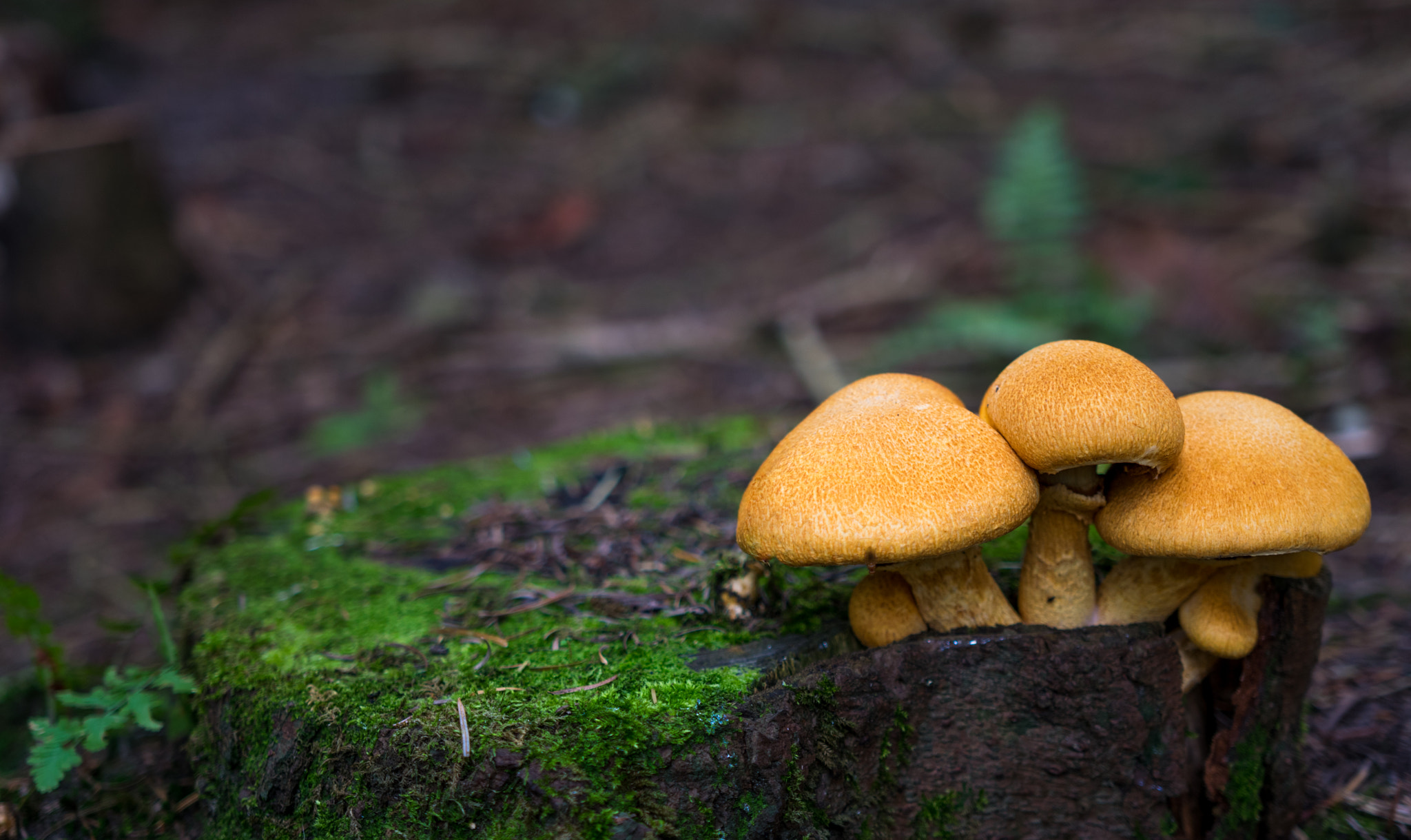 Nikon D3300 + Sigma 18-35mm F1.8 DC HSM Art sample photo. Colorfull fungus photography