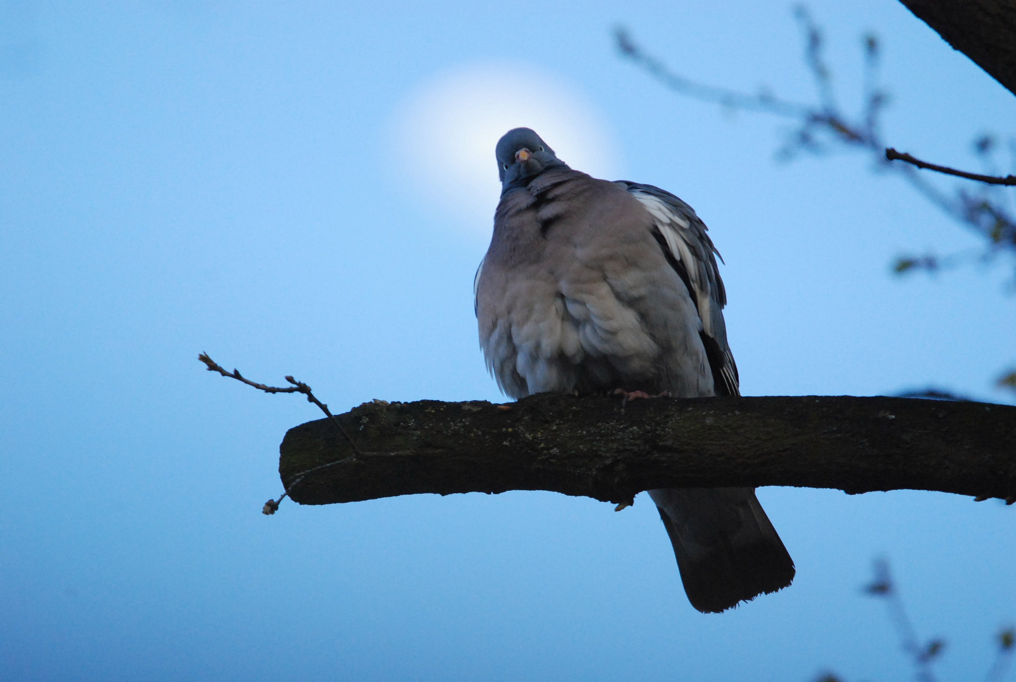 Sigma 150-500mm F5-6.3 DG OS HSM sample photo. Moonlit woody photography