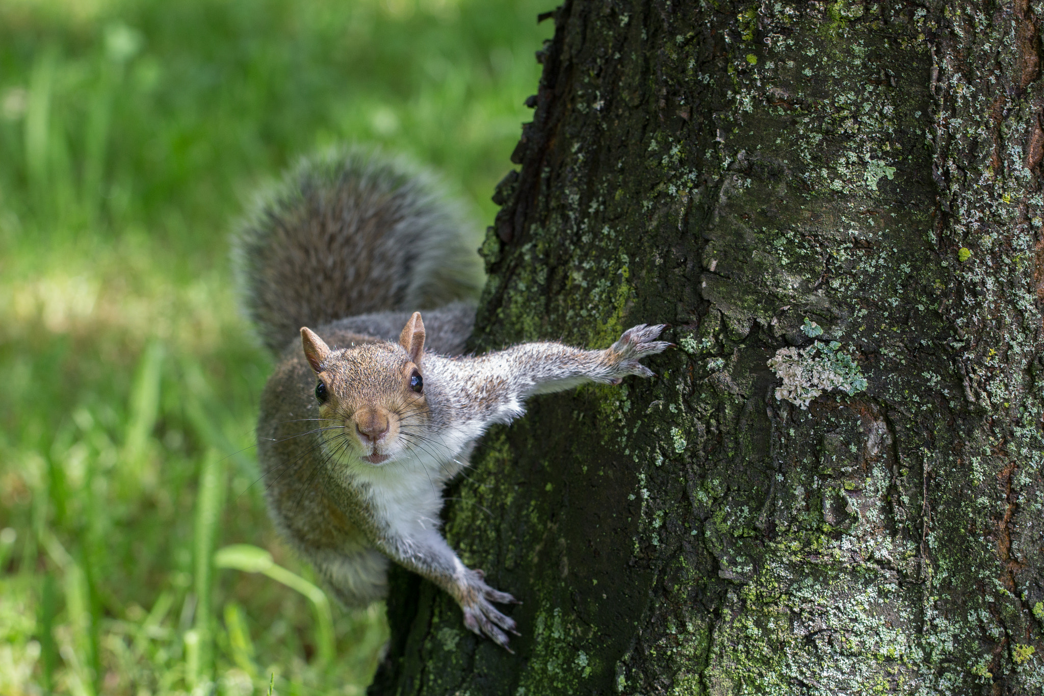 Canon EOS 100D (EOS Rebel SL1 / EOS Kiss X7) + Canon EF 100mm F2.8L Macro IS USM sample photo. Cute squirrel 1 photography