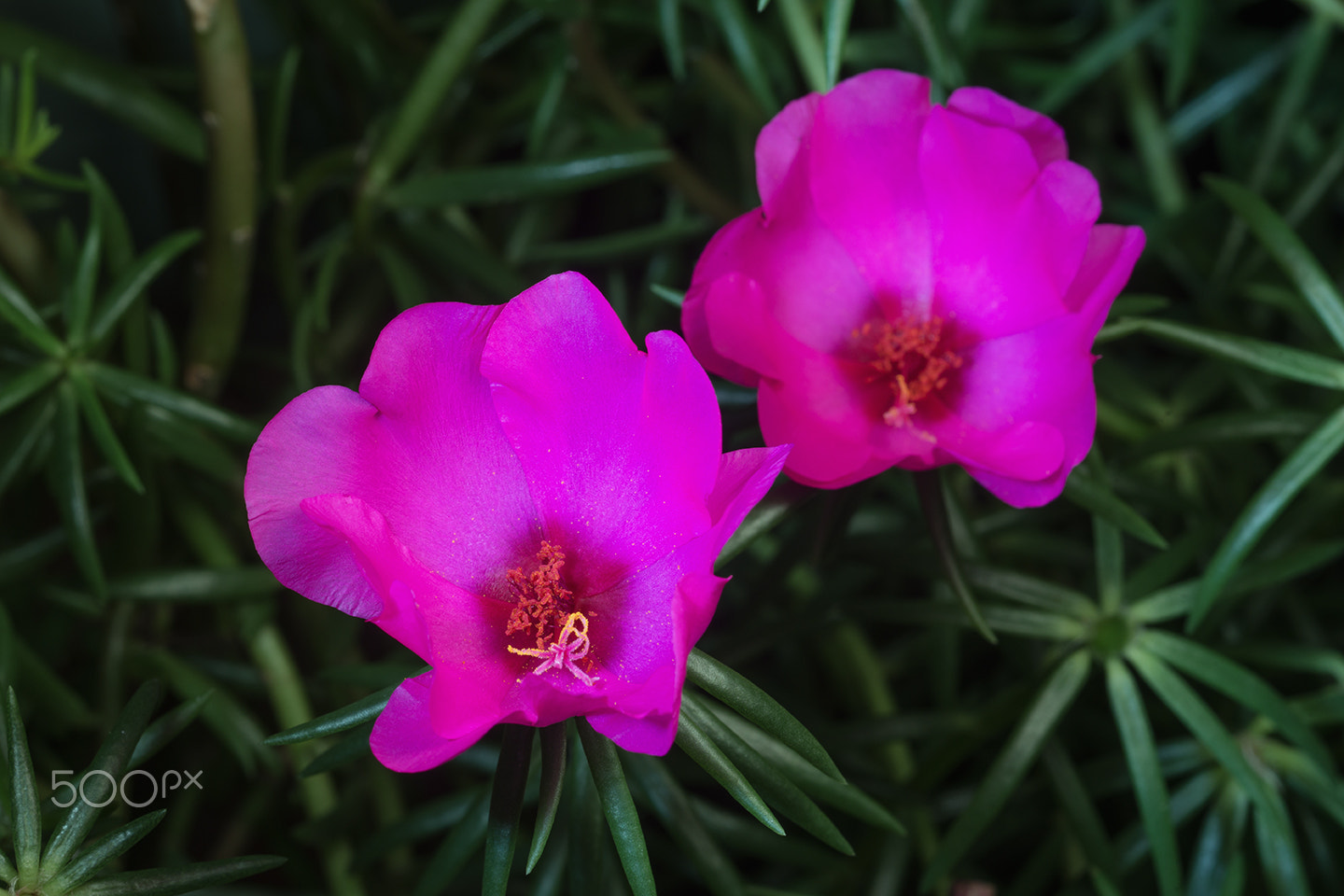 Sony a99 II sample photo. Portulaca grandilora photography