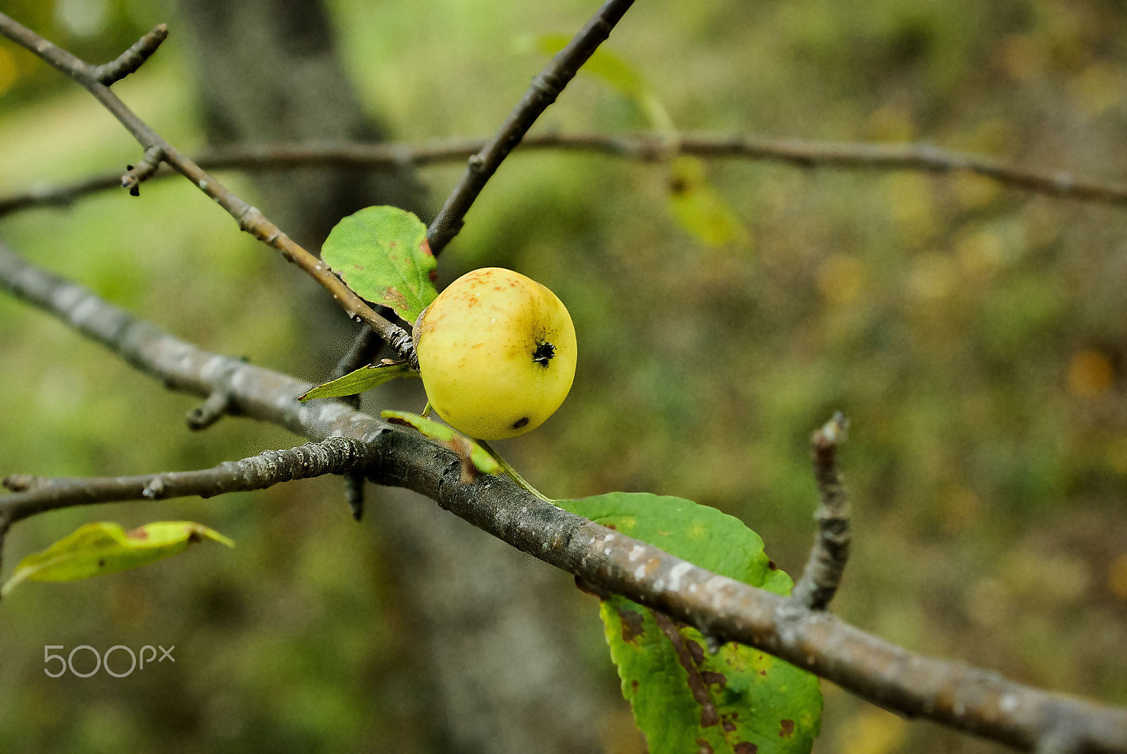 Nikon D80 + AF Zoom-Nikkor 35-135mm f/3.5-4.5 N sample photo. Early autumn photography