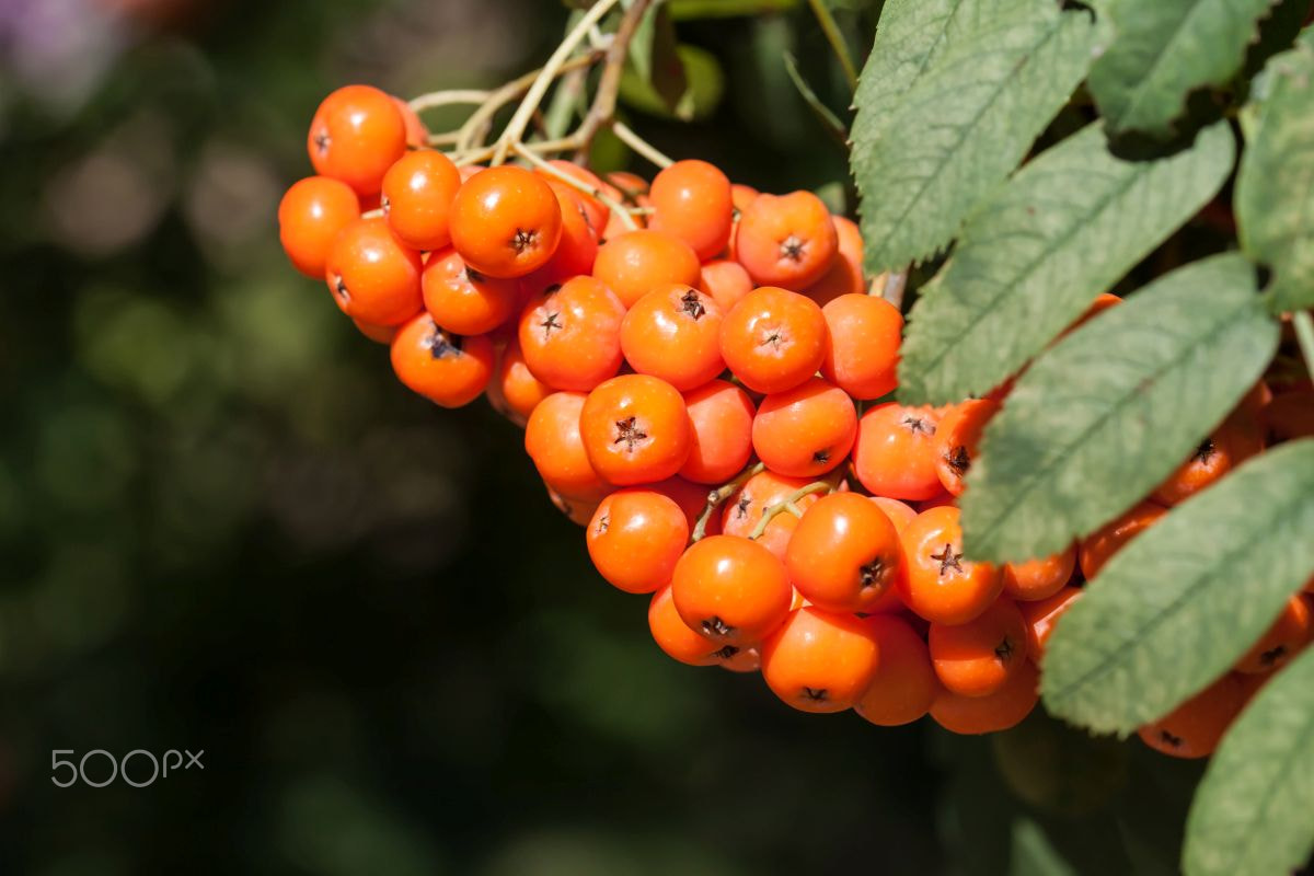 Canon EOS 50D + Canon EF 100mm F2.8L Macro IS USM sample photo. Bright orange mood photography