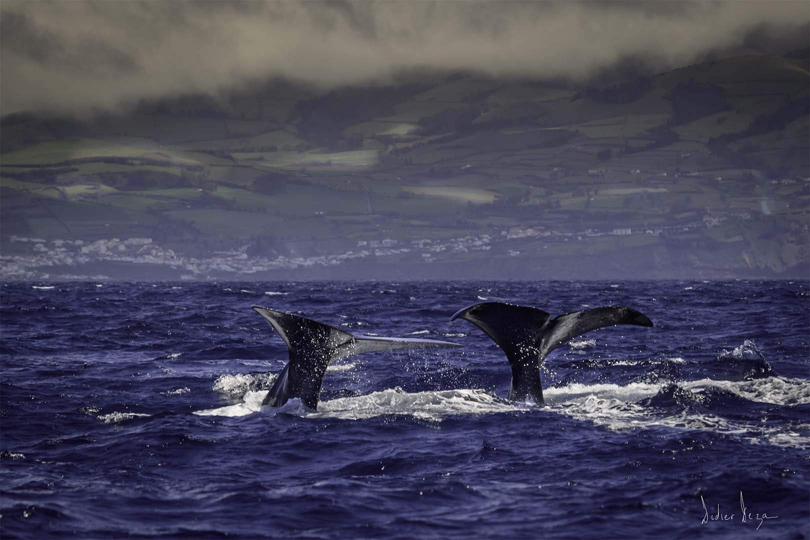 Canon EOS 50D + Canon EF 70-200mm F4L IS USM sample photo. To the last whale .... photography