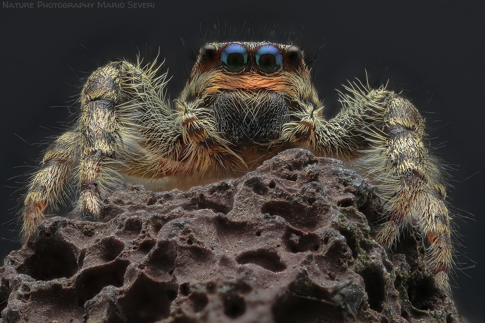 Canon MP-E 65mm F2.5 1-5x Macro Photo sample photo. Space invader ... photography