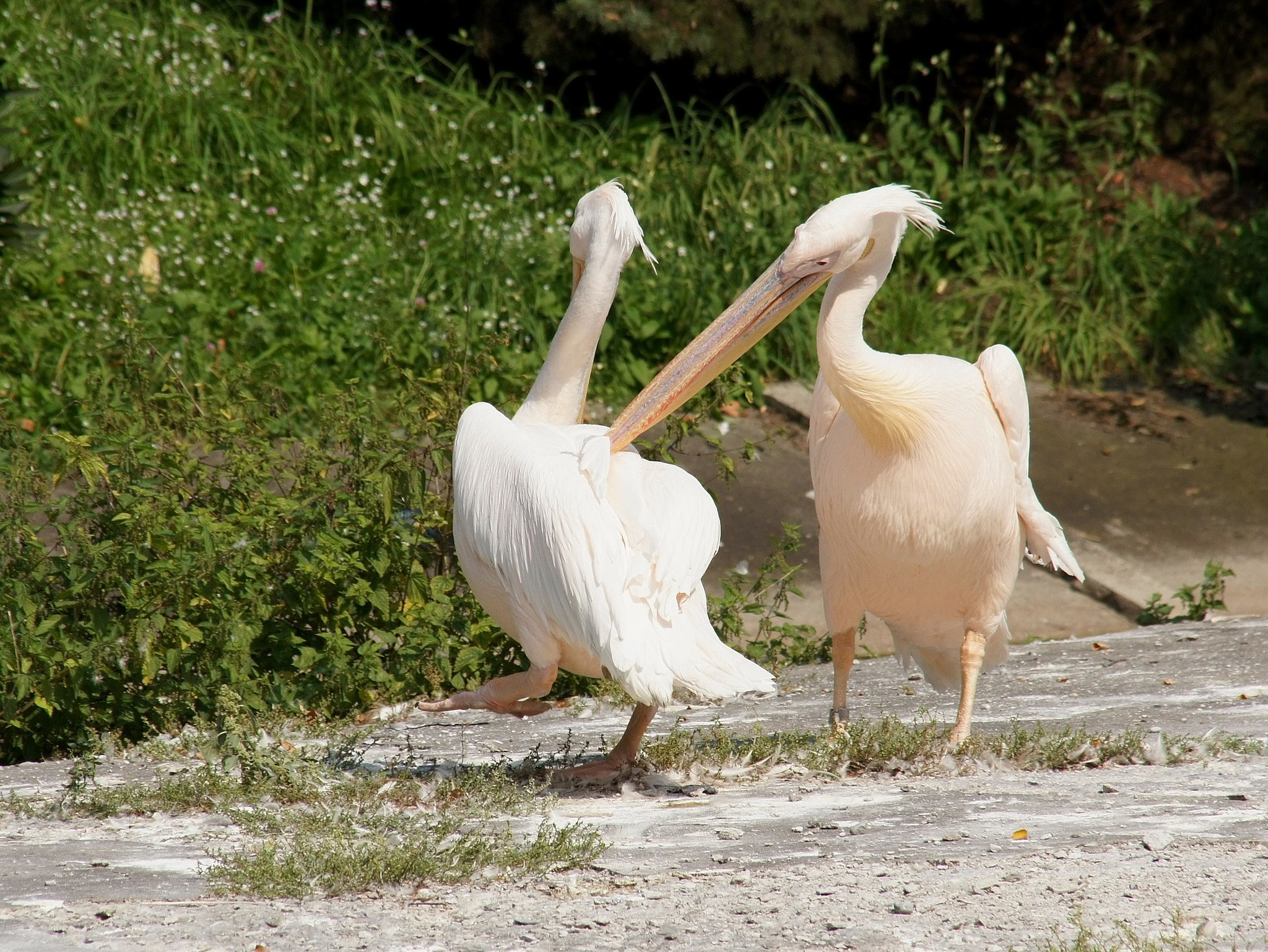 Sony Alpha DSLR-A450 + Sigma 18-200mm F3.5-6.3 DC sample photo. Pelicans love - scratch my back :) photography