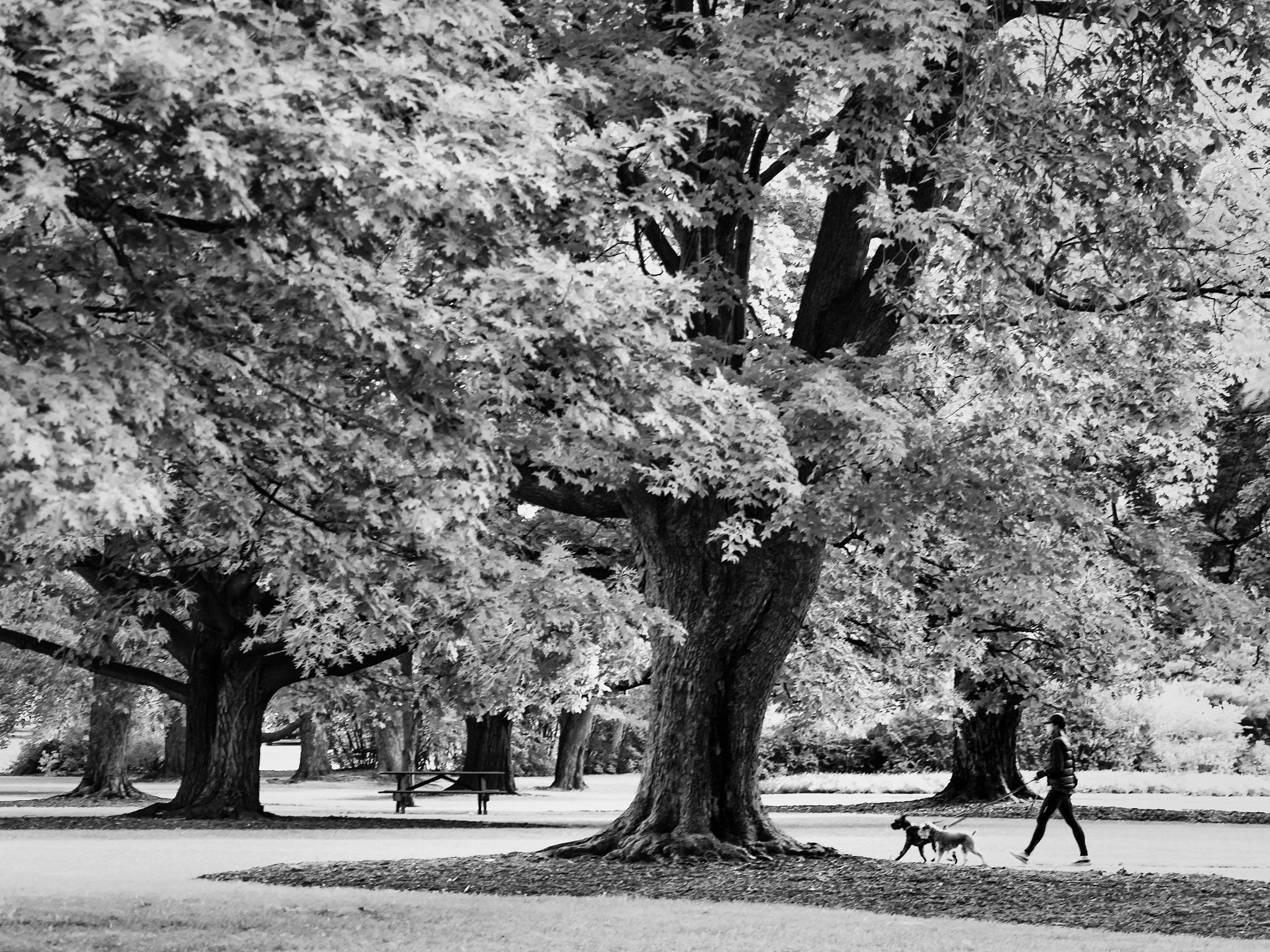 Olympus OM-D E-M10 II + Olympus M.Zuiko Digital ED 40-150mm F2.8 Pro sample photo. Saturday morning dog walk photography