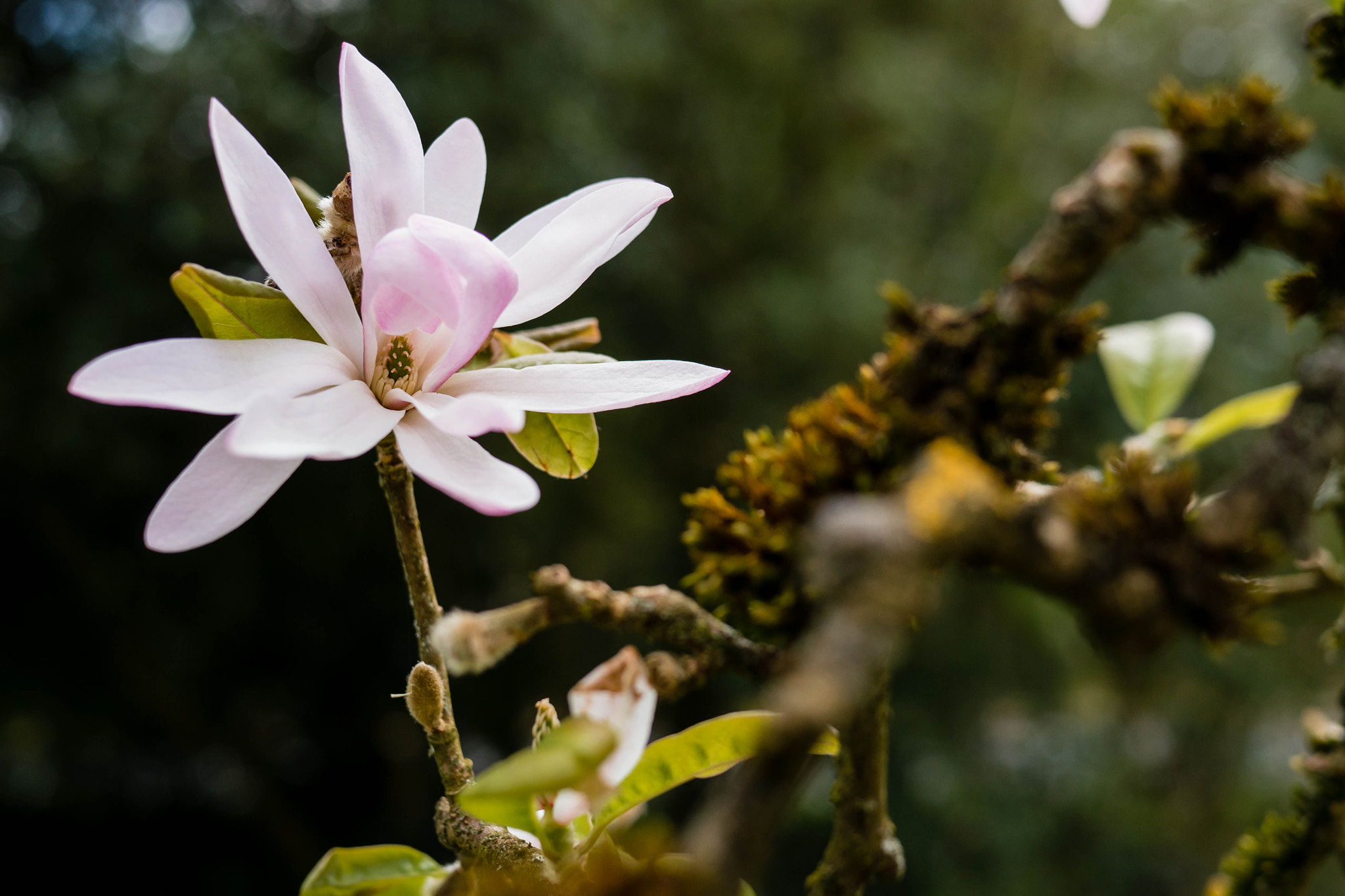 Panasonic Lumix DMC-G5 + LUMIX G 20/F1.7 II sample photo. Magnolia photography