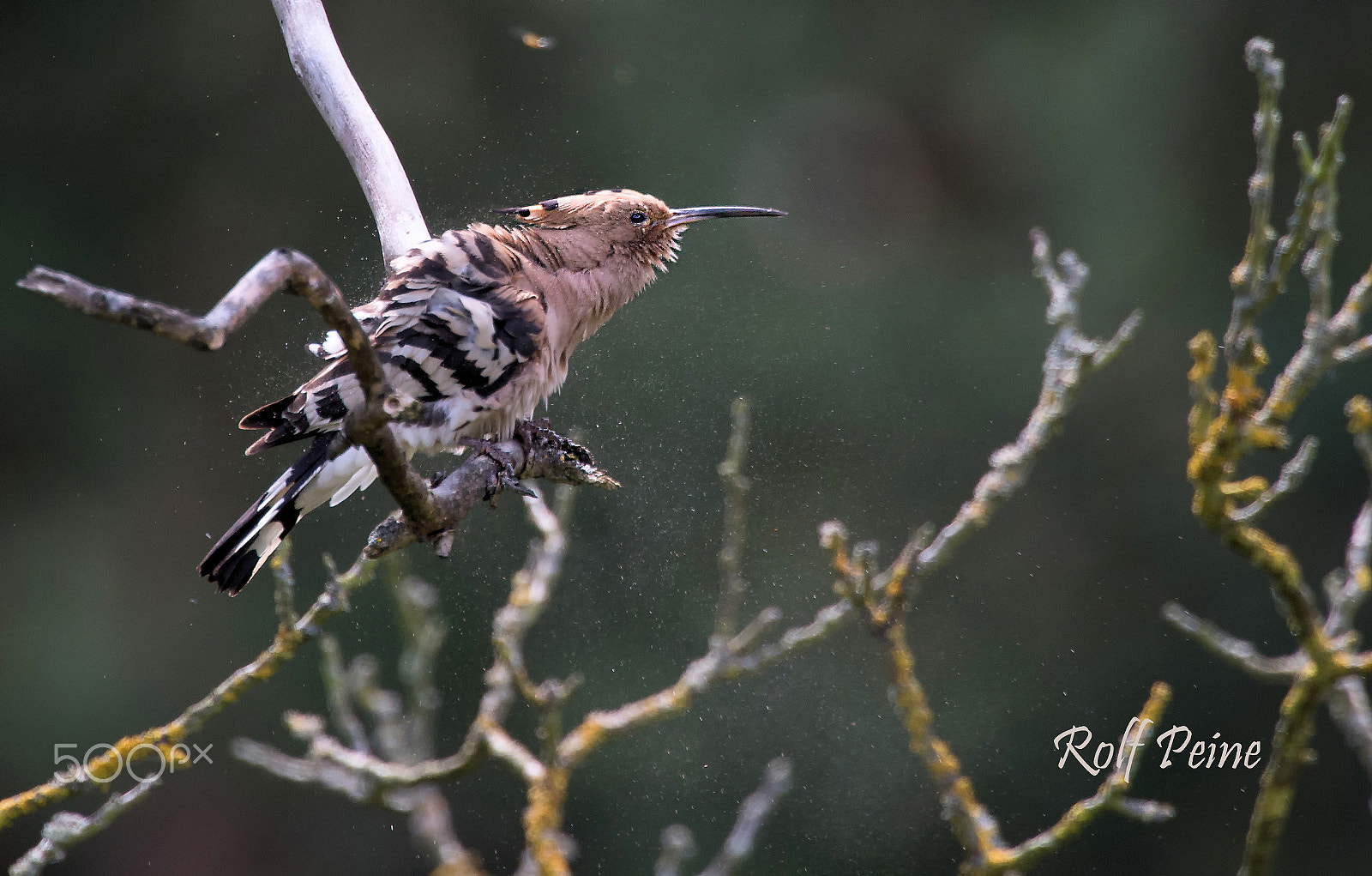 Nikon AF-S Nikkor 500mm F4D ED-IF II sample photo. Wiedehopf after sand bath photography