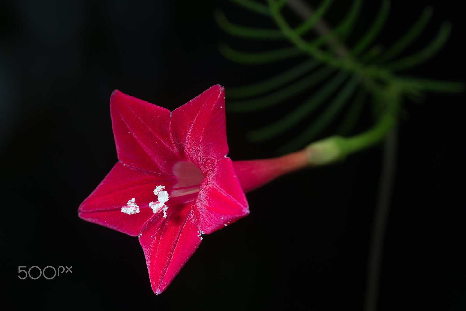 Sony a99 II sample photo. Ipomoea quamoclit and worm's eggs photography
