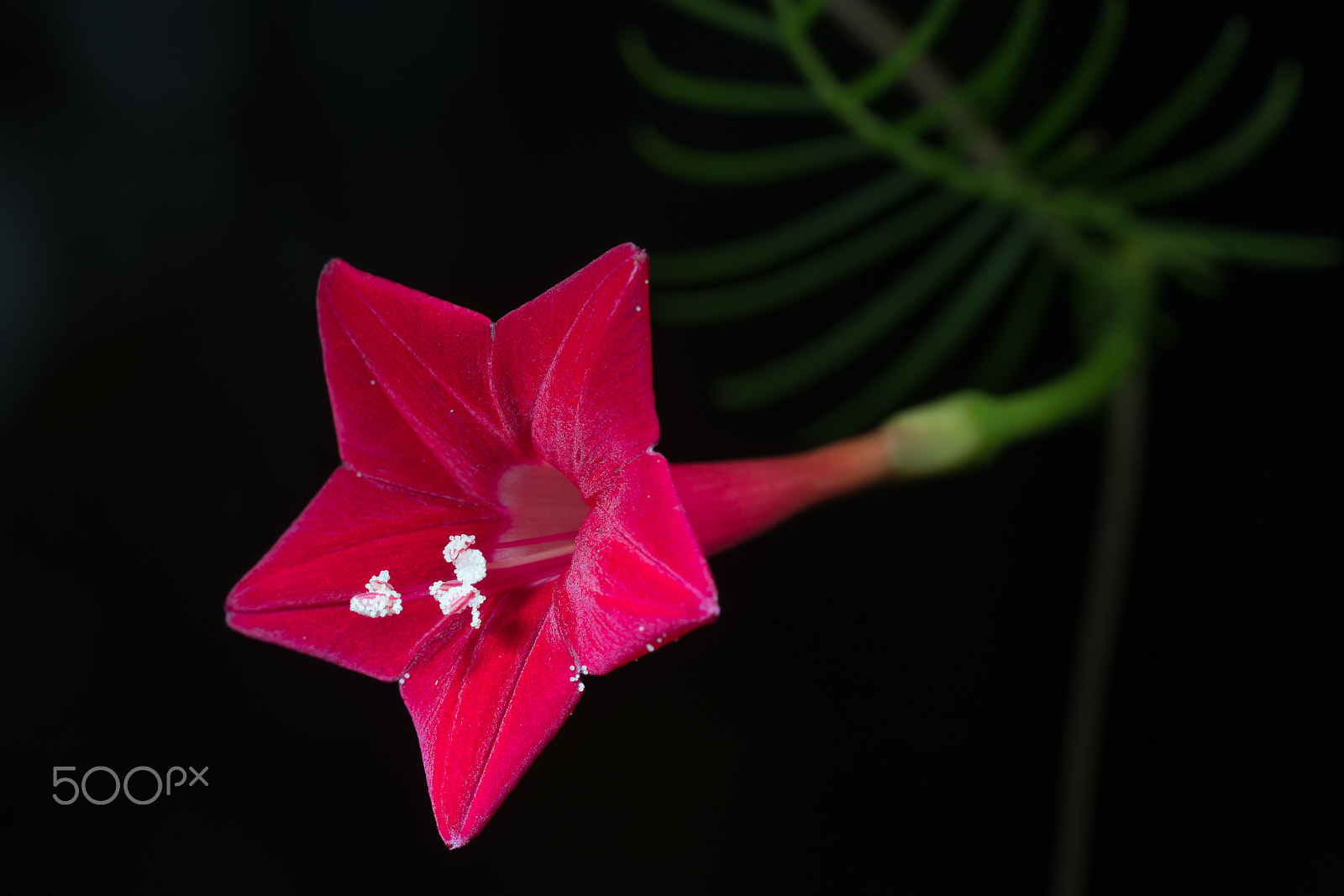 Sony a99 II + Sony 100mm F2.8 Macro sample photo. Ipomoea quamoclit and worm's eggs photography