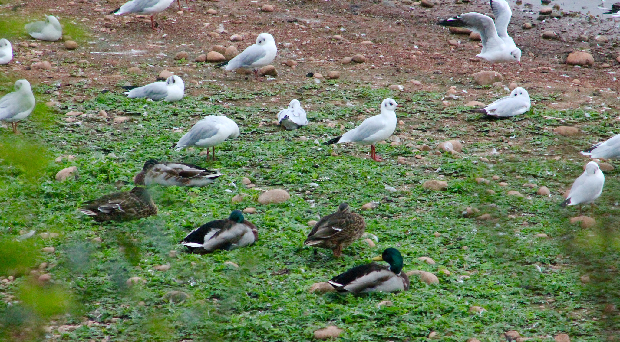 Canon EF75-300mm f/4-5.6 sample photo. Social gathering on the banks of the reservoir photography