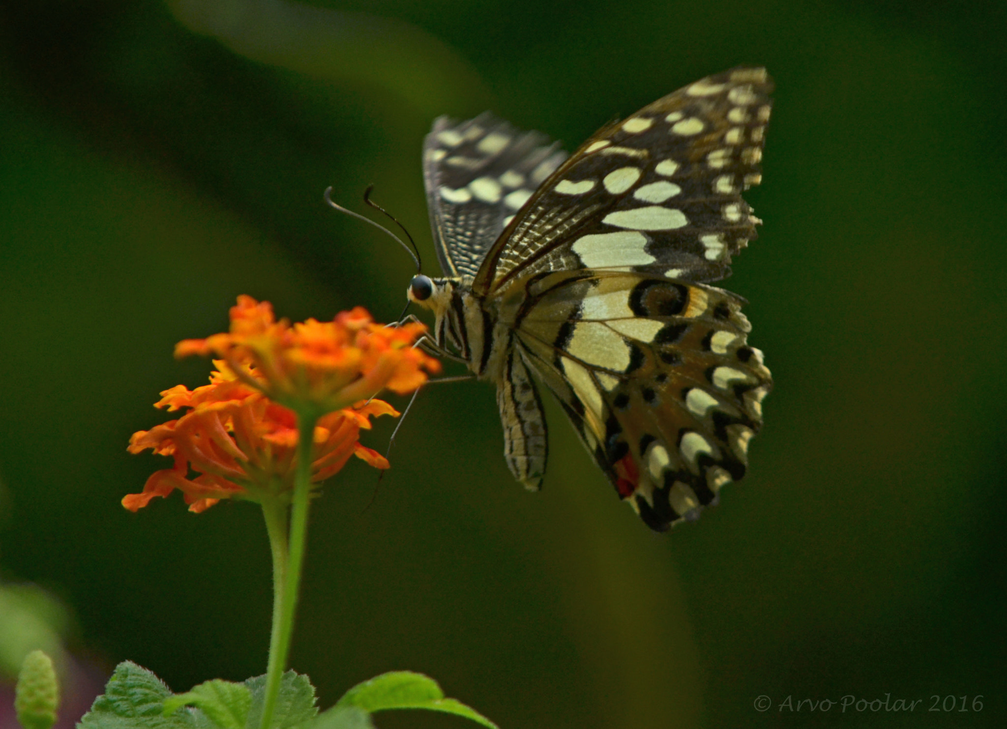 AF Zoom-Nikkor 24-120mm f/3.5-5.6D IF sample photo. Common lime photography