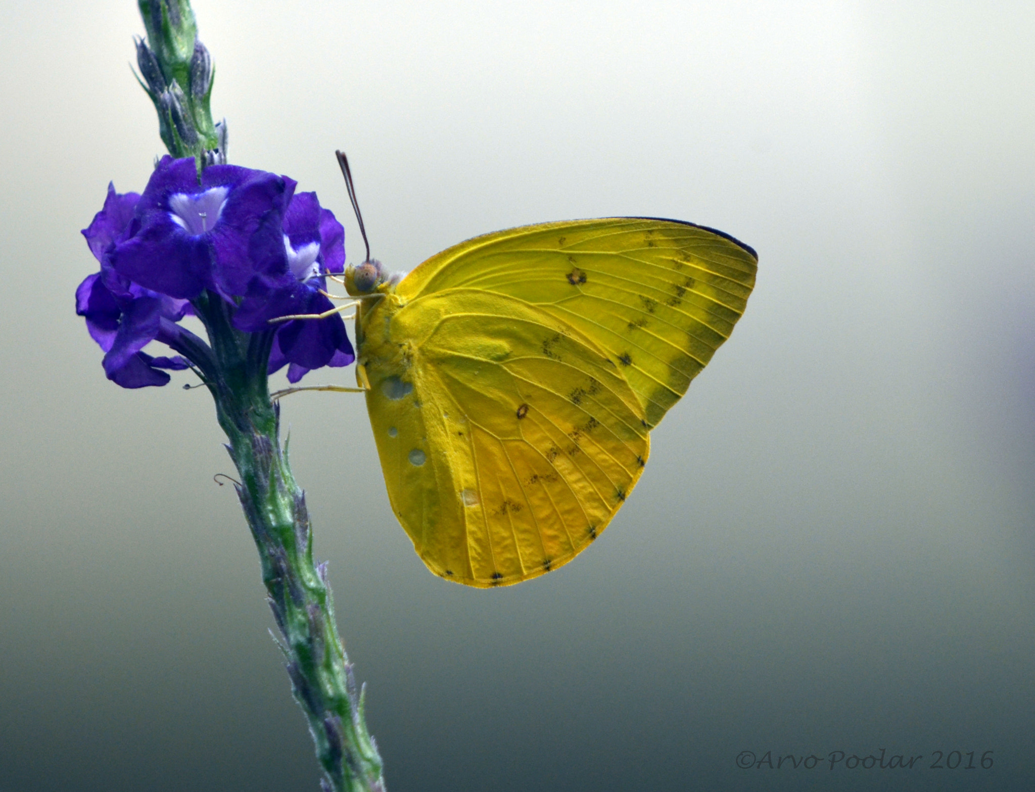 Nikon D7000 + Nikon AF Nikkor 180mm F2.8D ED-IF sample photo. The grass yellow photography