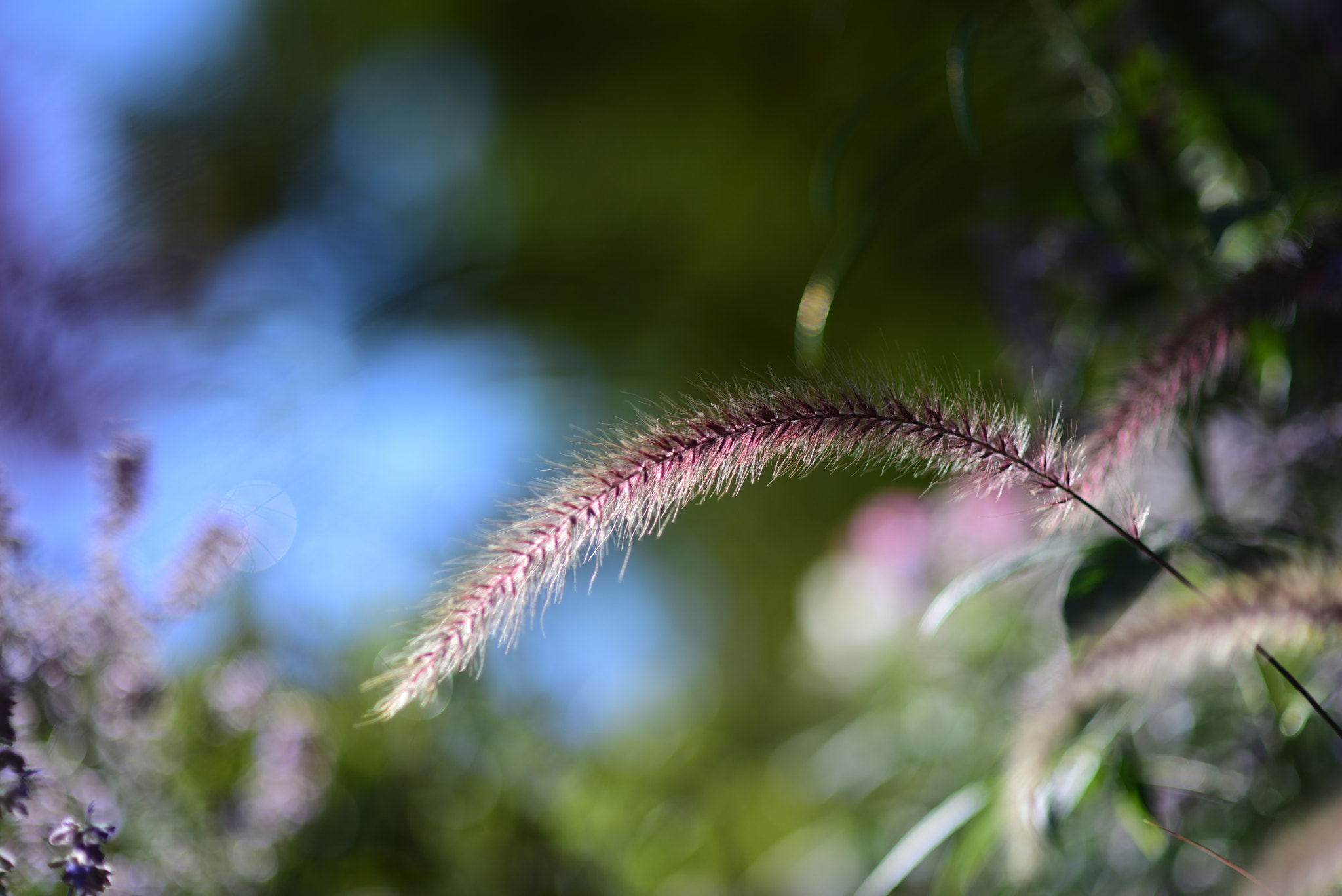 Nikon D810 + Nikon AF Nikkor 85mm F1.4D sample photo