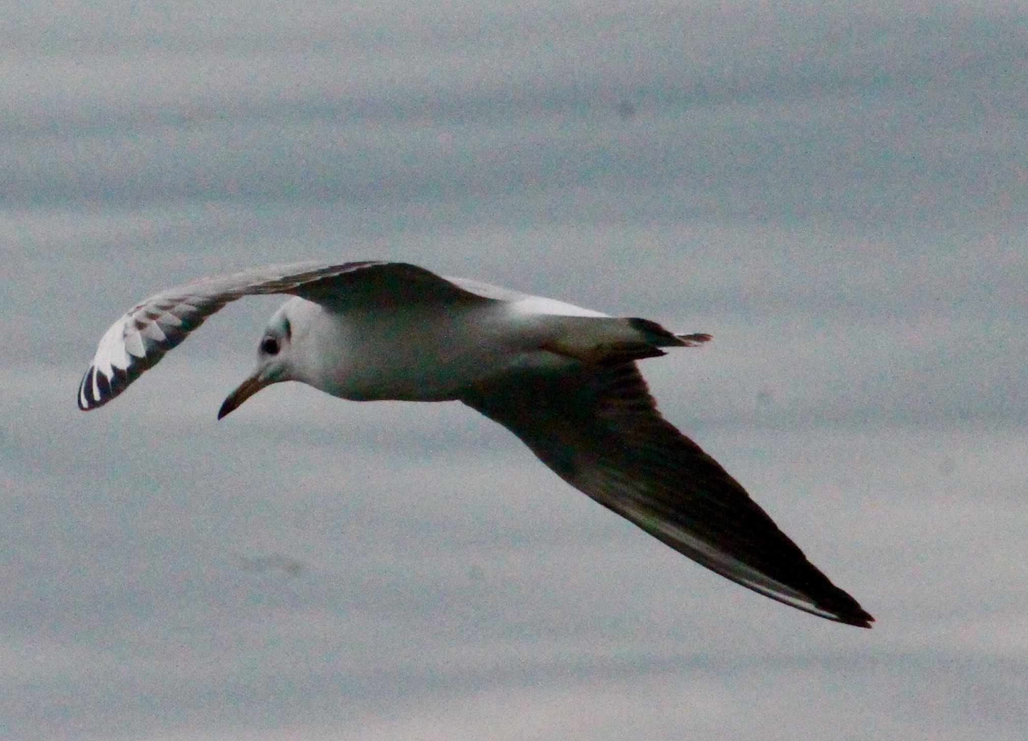 Canon EF75-300mm f/4-5.6 sample photo. Seagull patrolling his patch photography