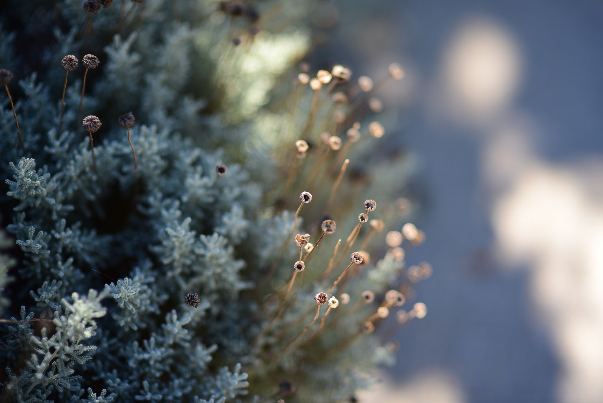 Nikon D810 + Nikon AF Nikkor 85mm F1.4D sample photo