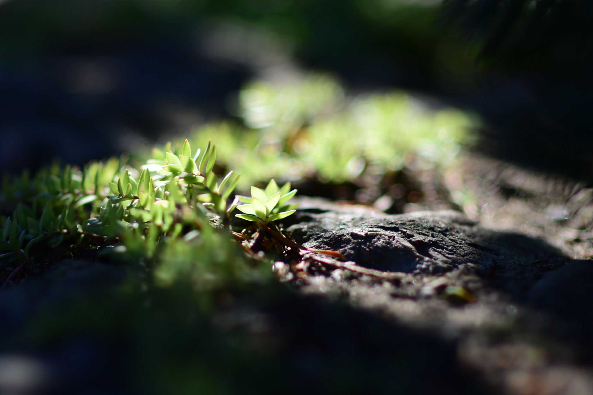 Nikon D810 + Nikon AF Nikkor 85mm F1.4D sample photo