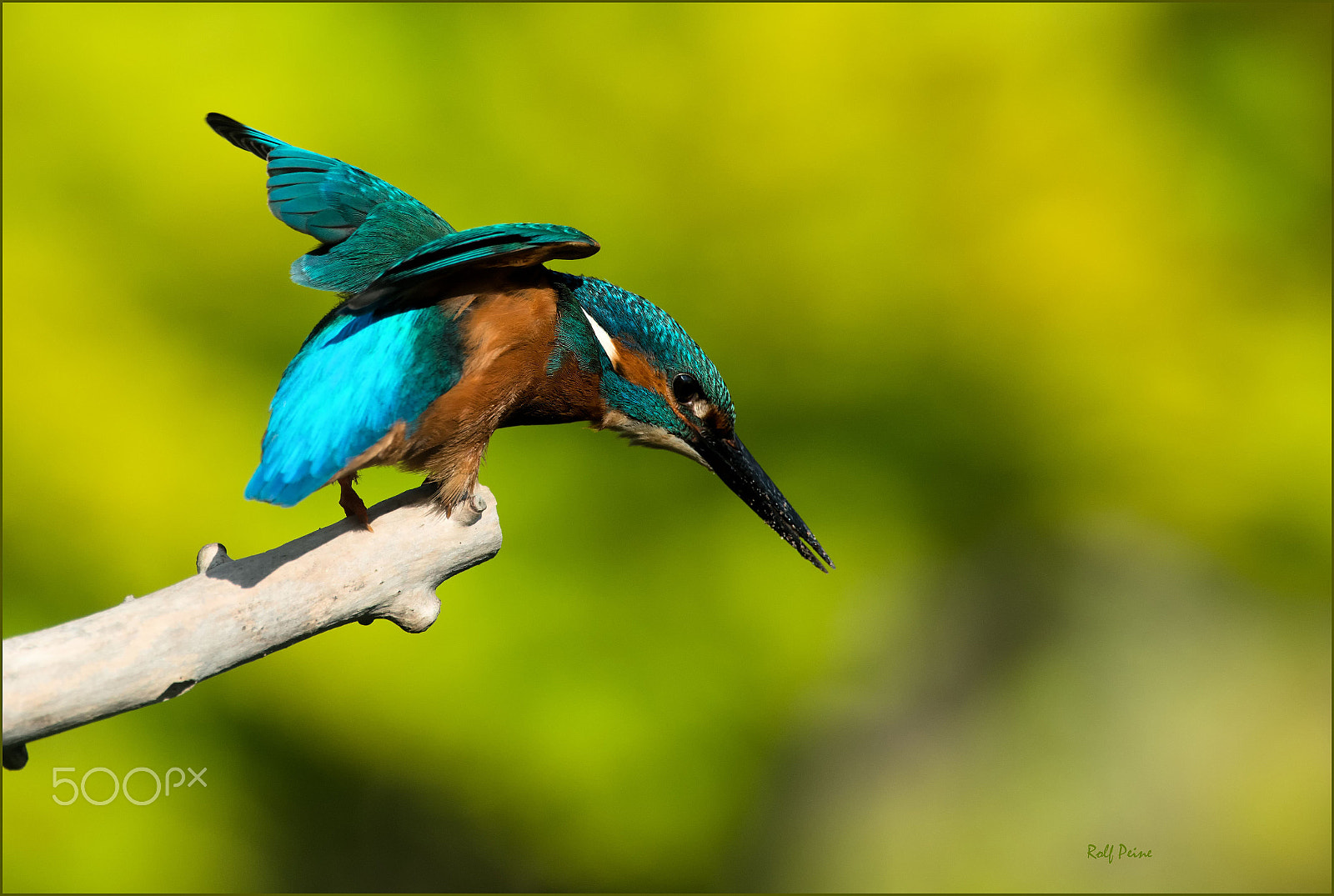 Nikon AF-S Nikkor 500mm F4D ED-IF II sample photo. Eisvogel startet photography