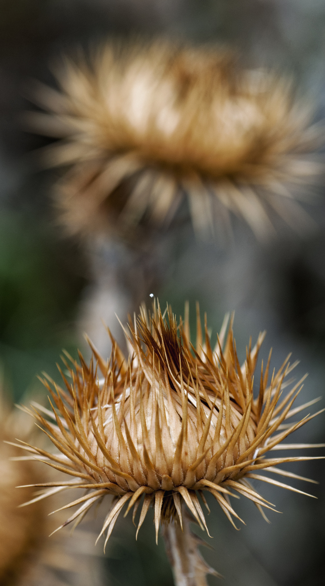 Tamron SP AF 90mm F2.8 Di Macro sample photo. /. photography