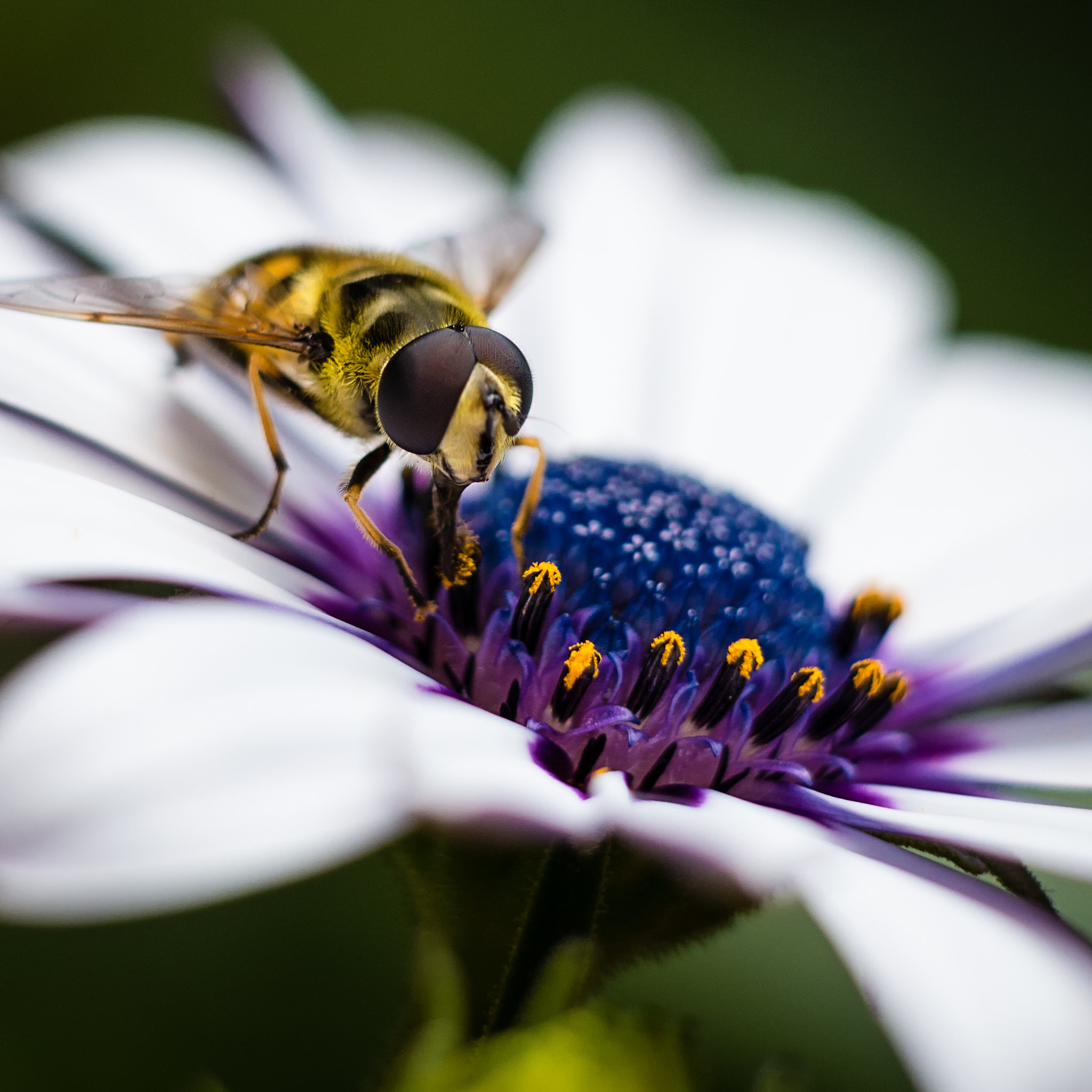 Panasonic Lumix DMC-G6 + Sigma 60mm F2.8 DN Art sample photo. Hoverfly photography