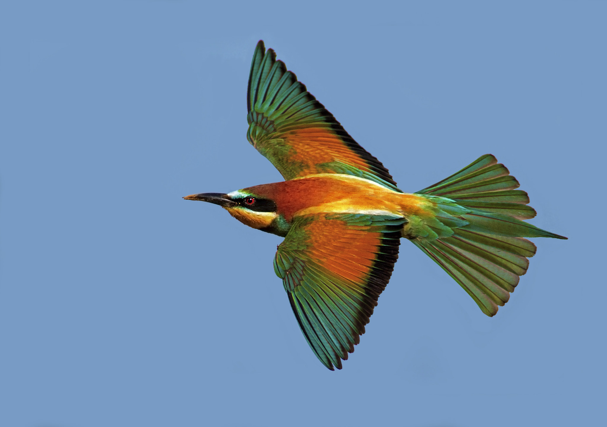 Canon EF 300mm f/2.8L + 1.4x sample photo. Bee eater photography