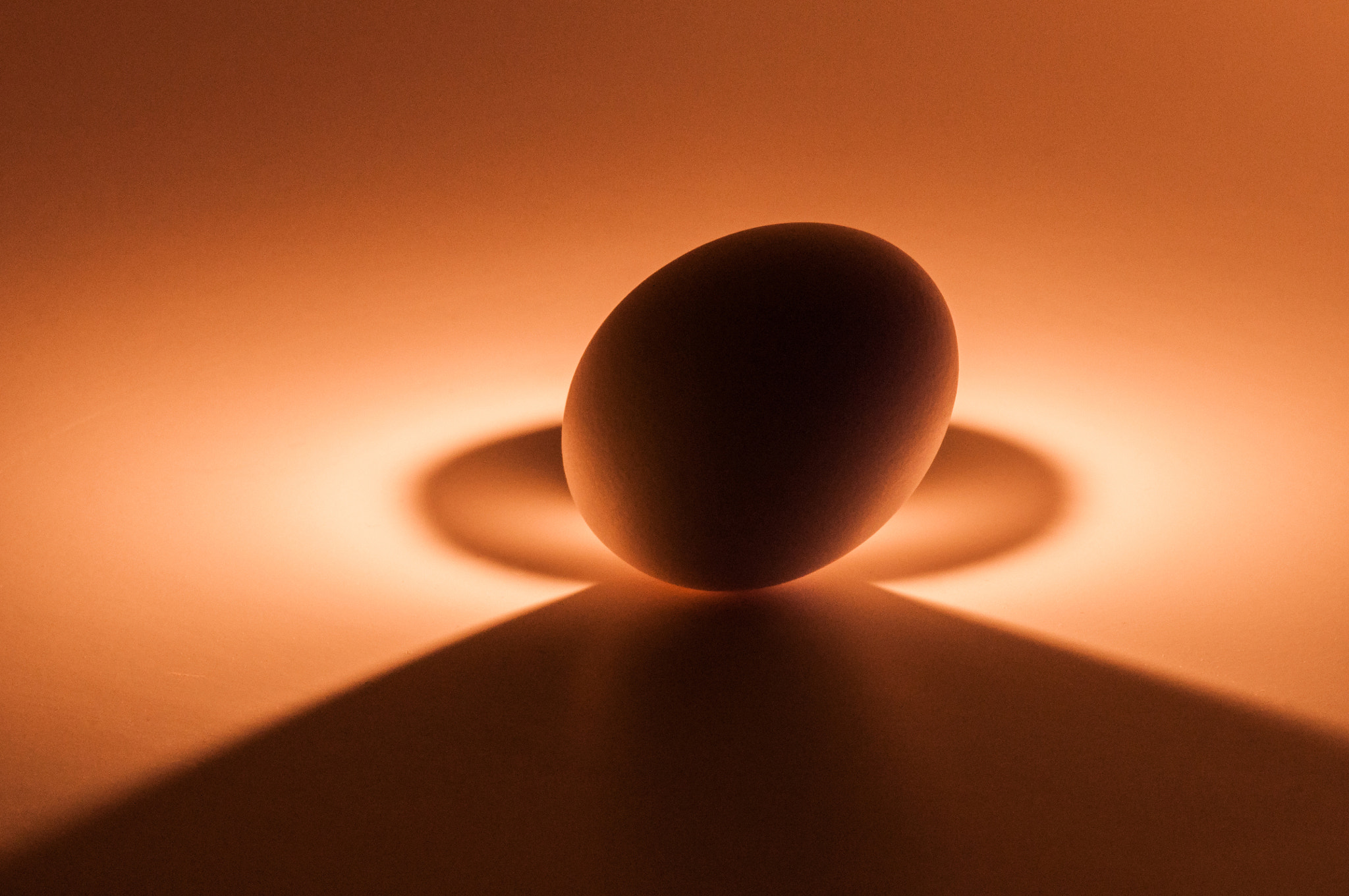Nikon D5000 sample photo. The humble egg photography