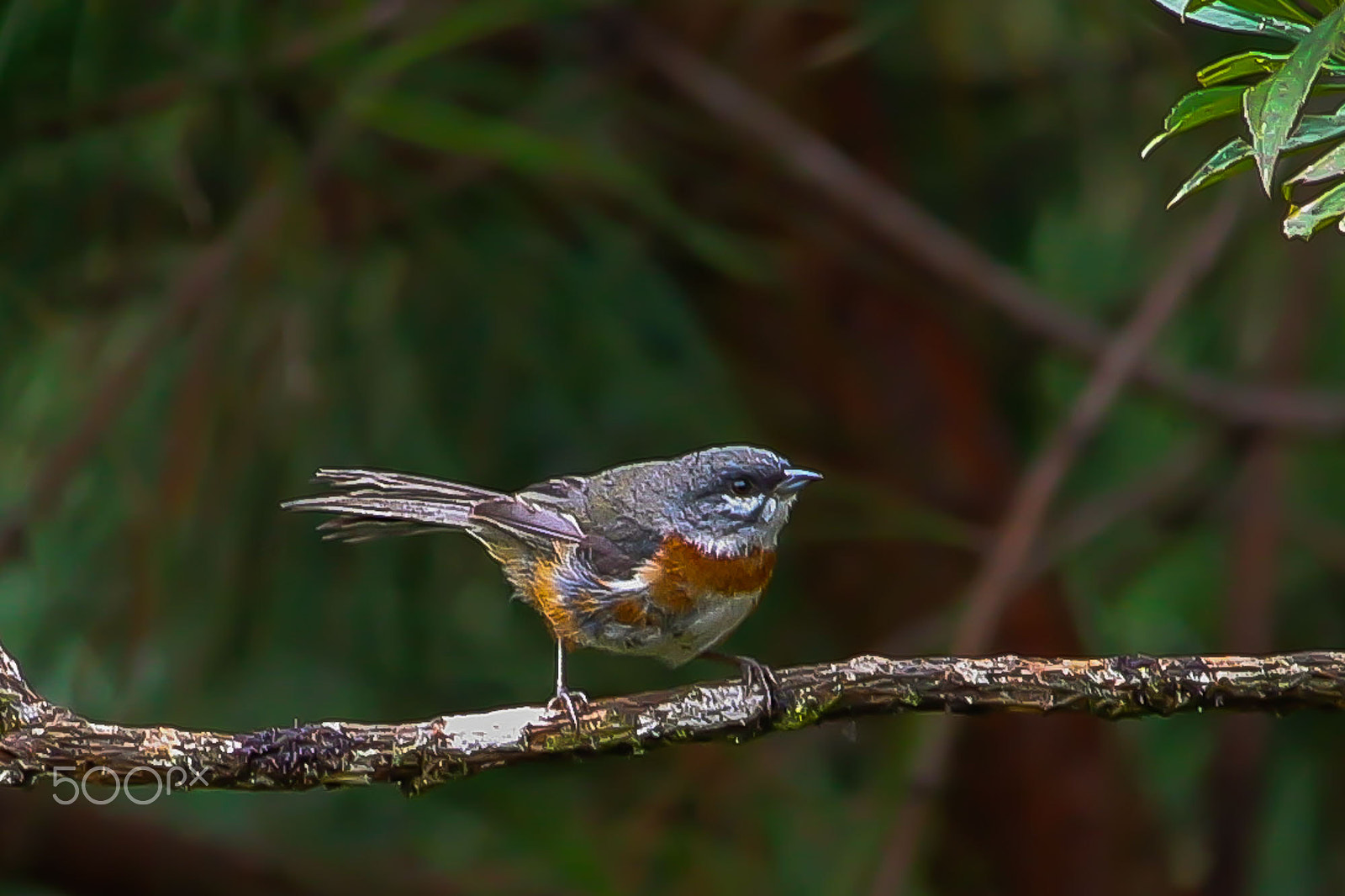 Canon EF-S 55-250mm F4-5.6 IS STM sample photo. Peito pinhÃo photography